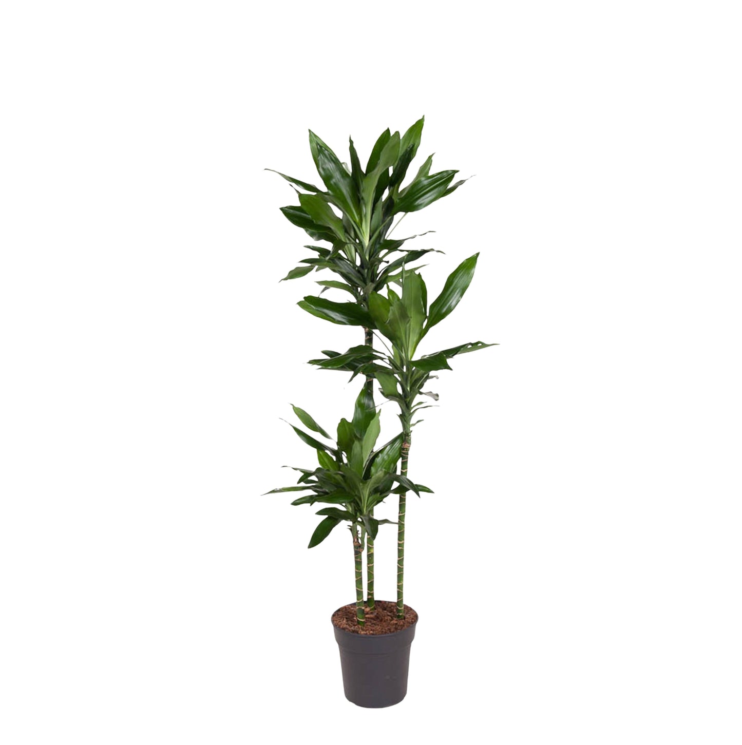 Dracaena Janet Lind - 150-160 cm - Forest Plants
