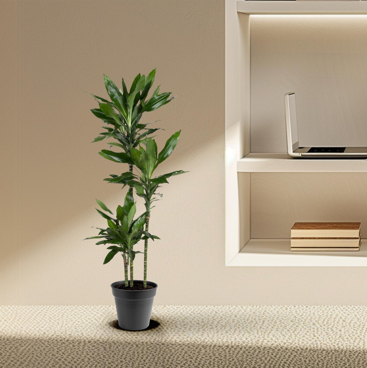 Dracaena Janet Lind - 150-160 cm - Forest Plants