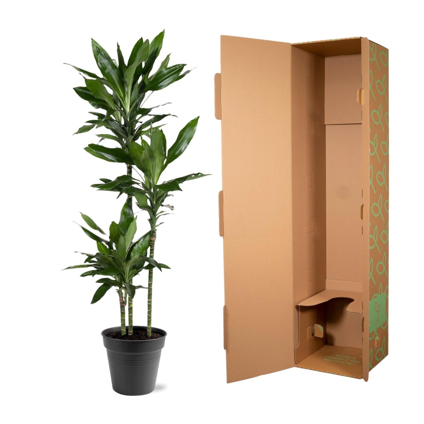Dracaena Janet Lind - 150-160 cm - Forest Plants