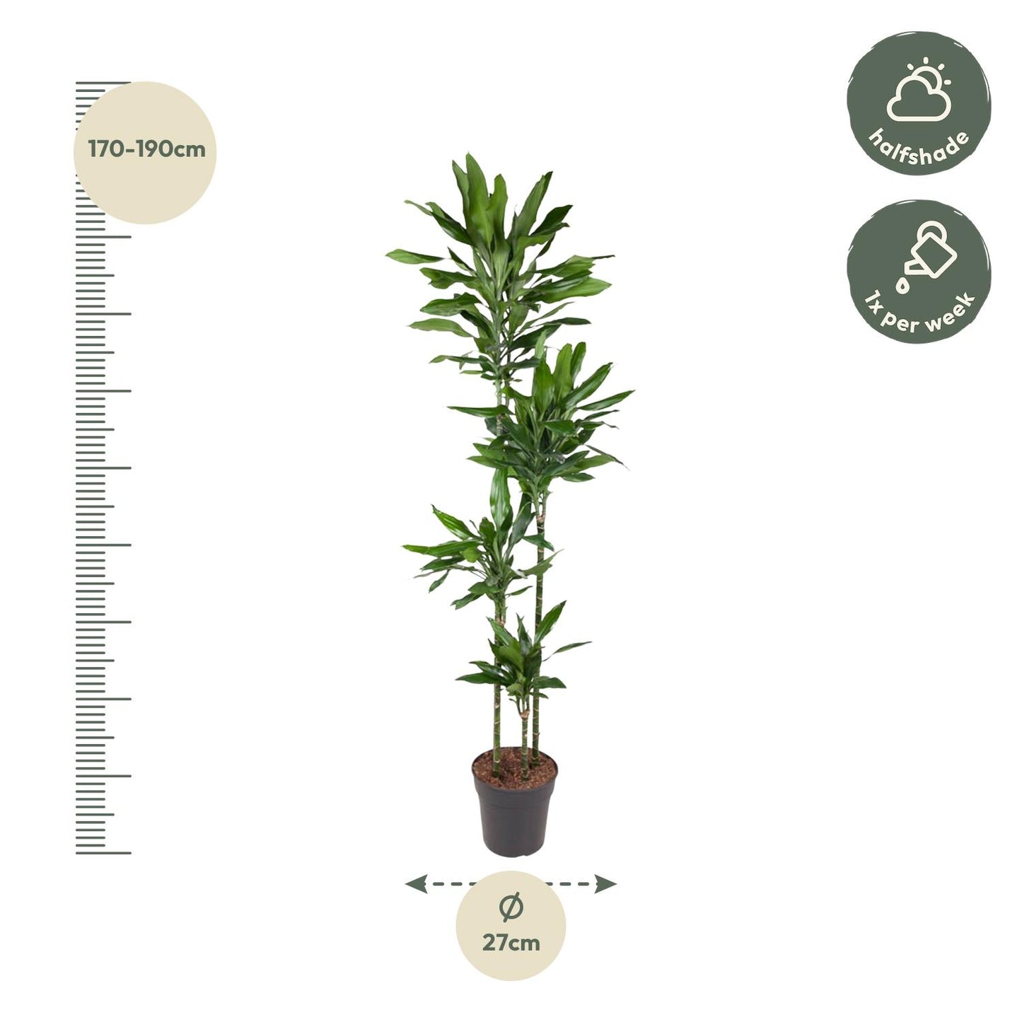 Dracaena Janet Lind - 180 cm - Forest Plants
