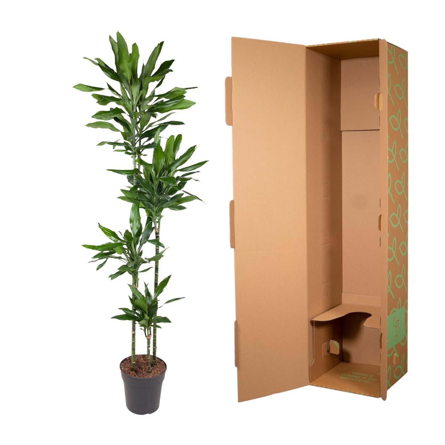 Dracaena Janet Lind - 180 cm - Forest Plants