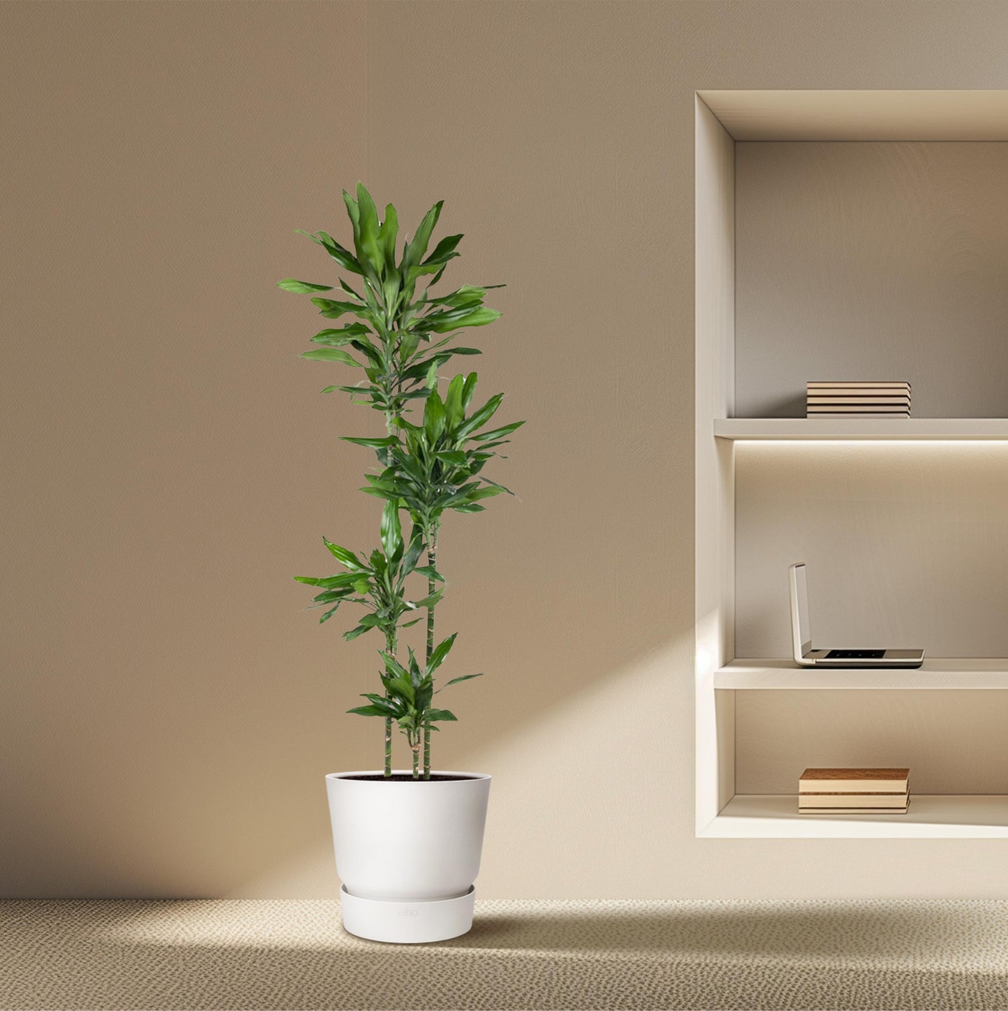 Dracaena Janet Lind - 180 cm - Forest Plants