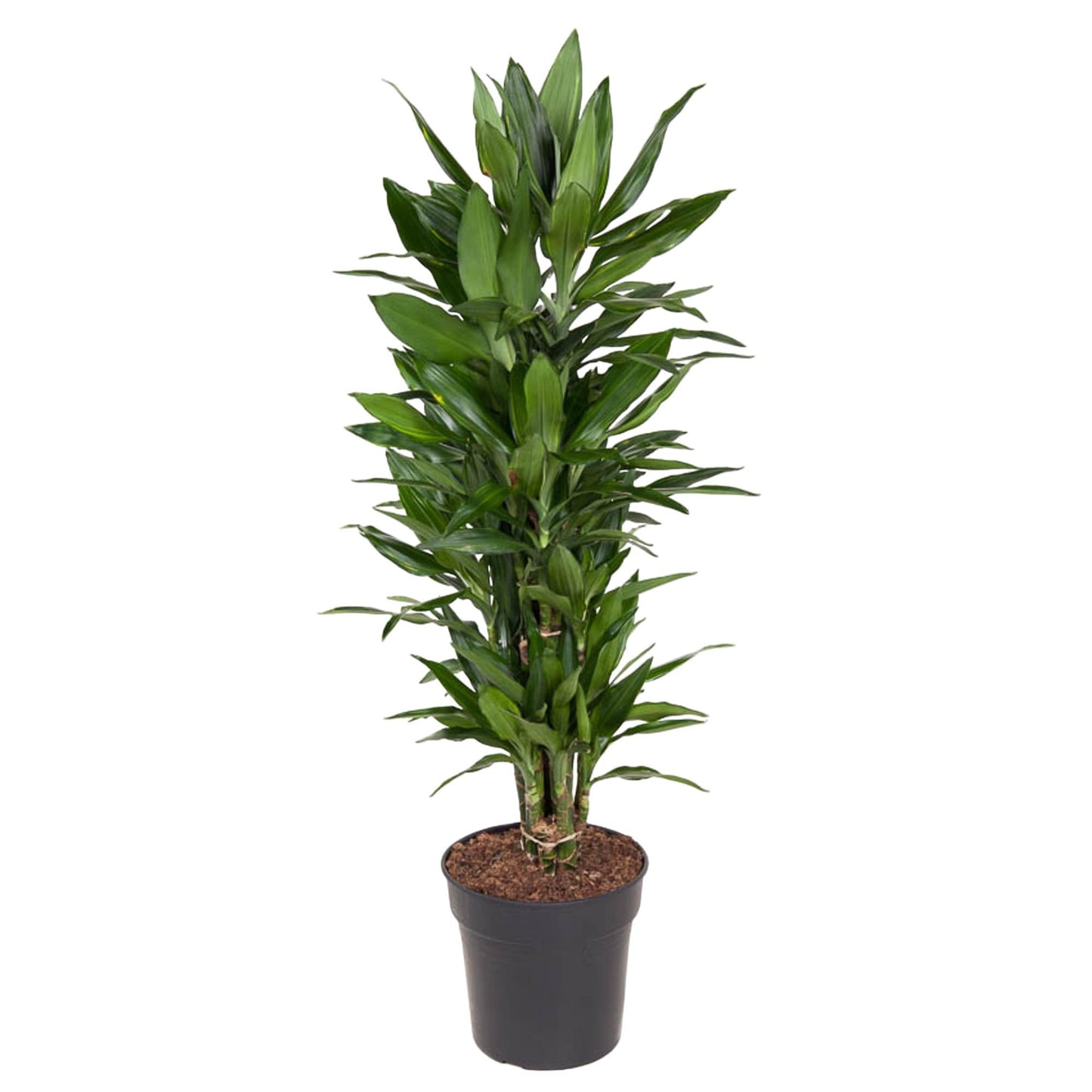 Dracaena Janet Lind vertakt - 110 cm - Forest Plants