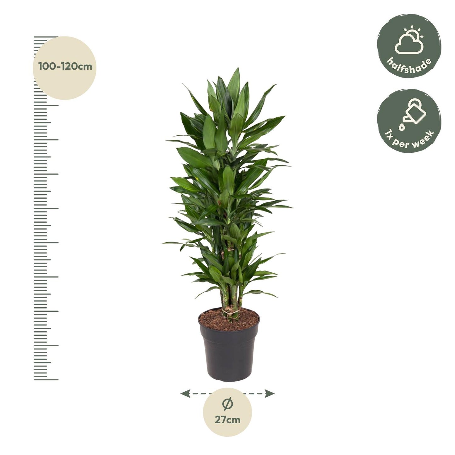 Dracaena Janet Lind vertakt - 110 cm - Forest Plants