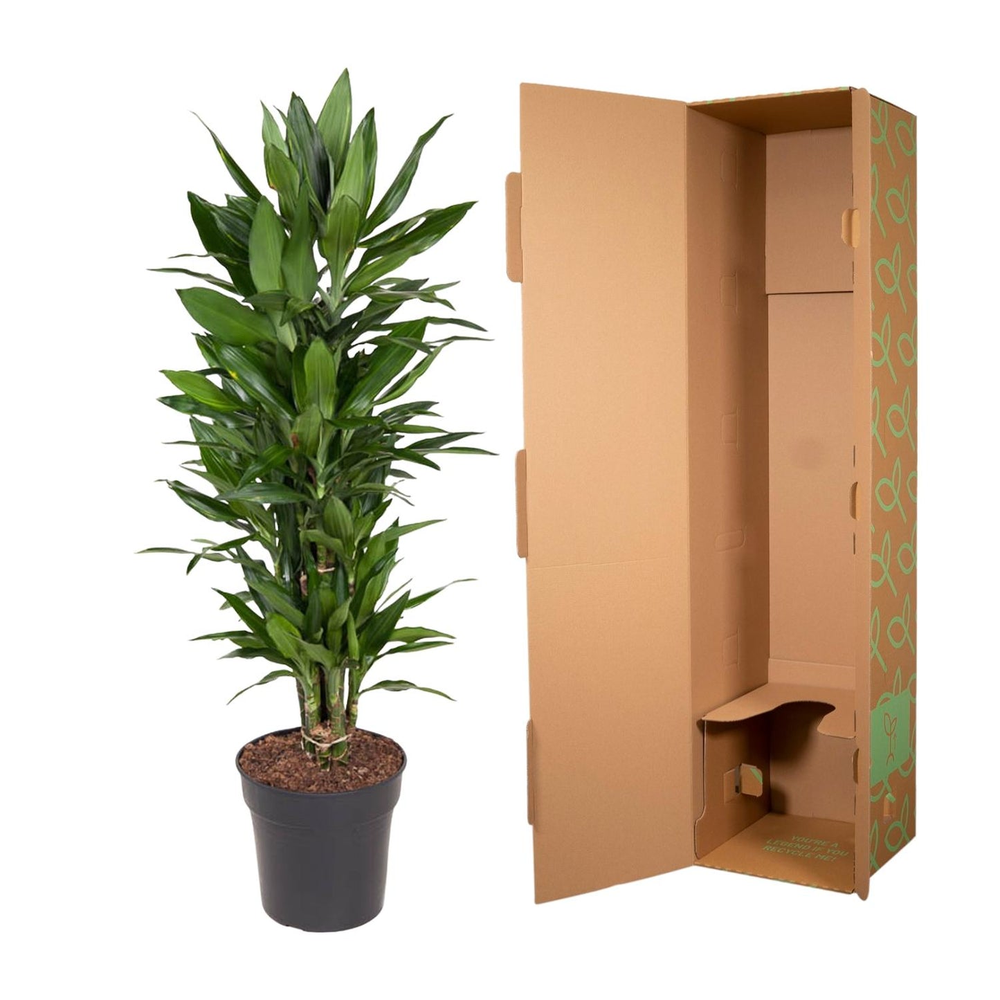 Dracaena Janet Lind vertakt - 110 cm - Forest Plants