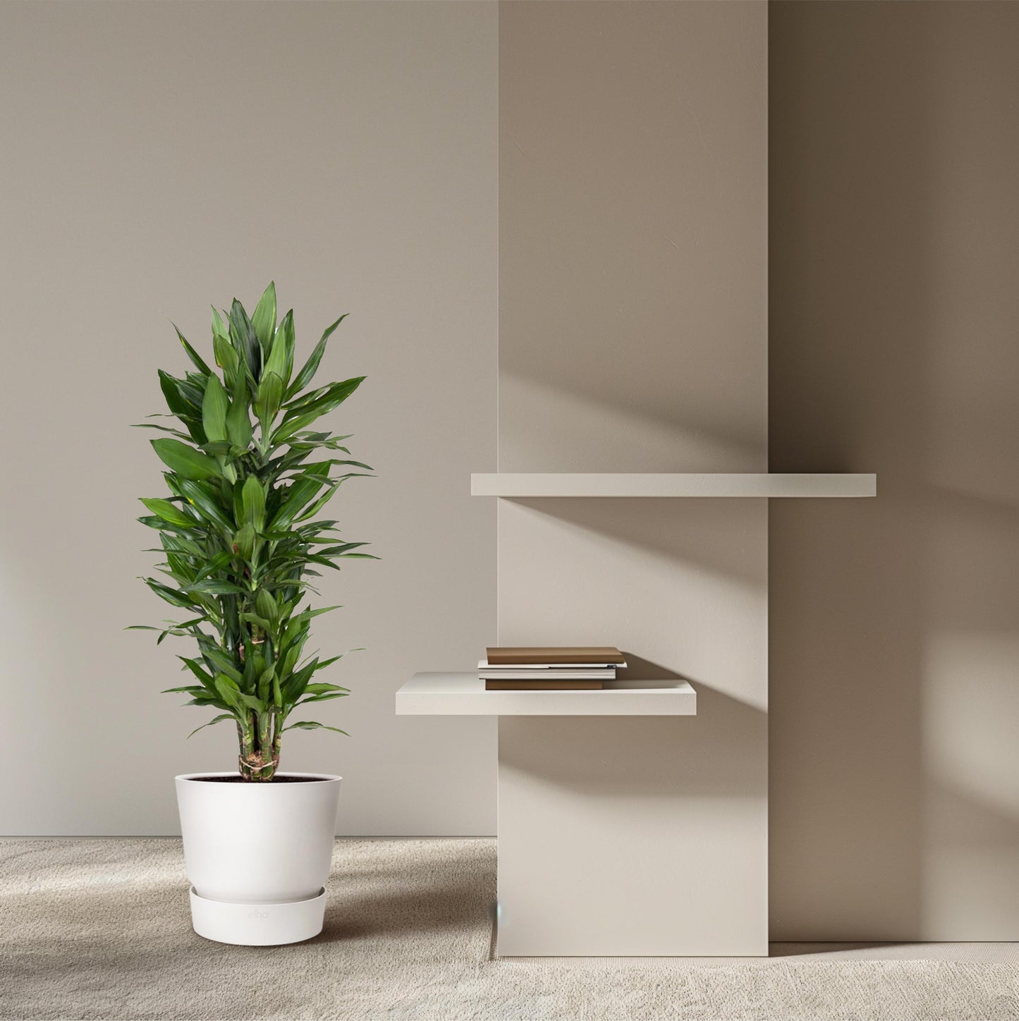 Dracaena Janet Lind vertakt - 110 cm - Forest Plants