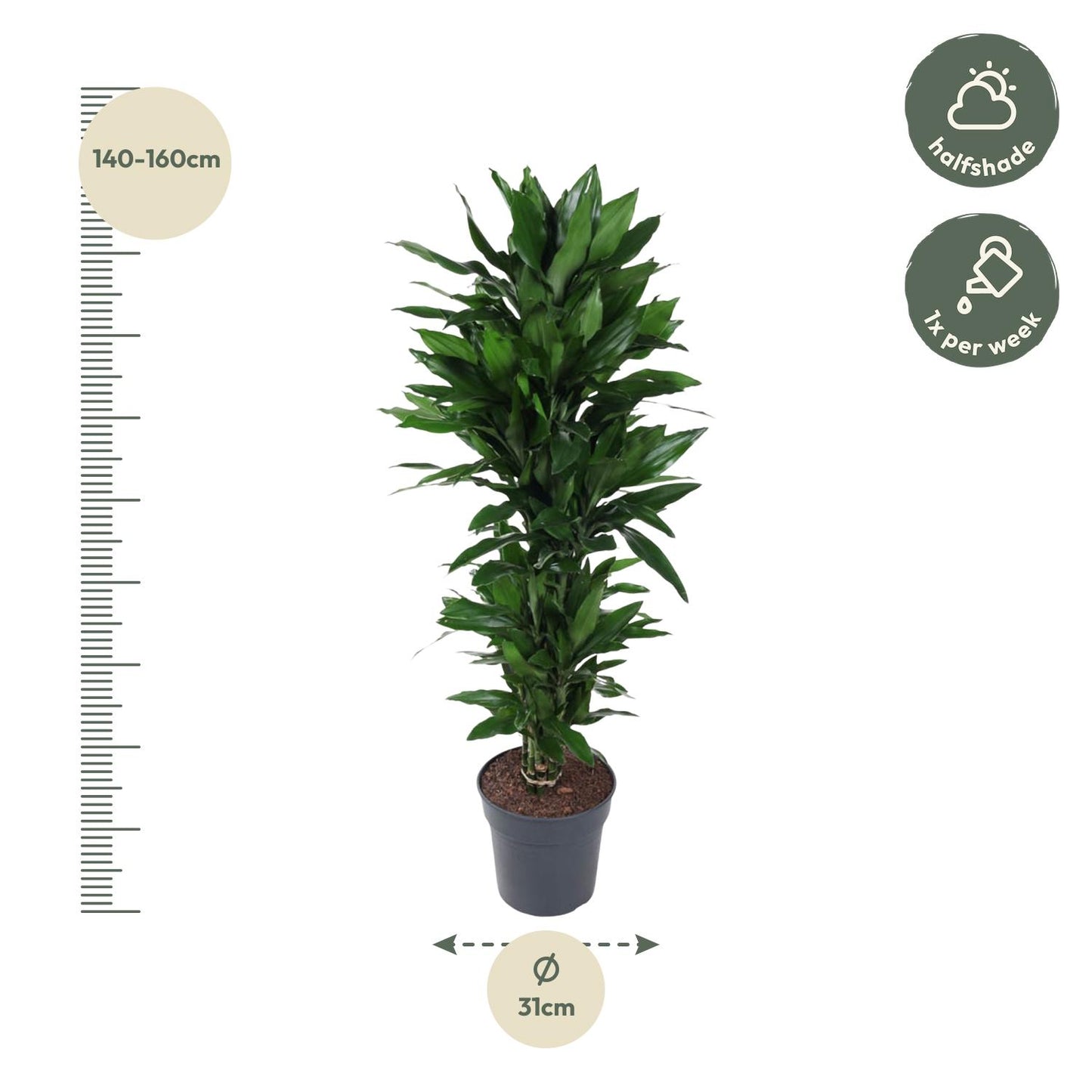 Dracaena Janet Lind vertakt - 120 cm - Forest Plants