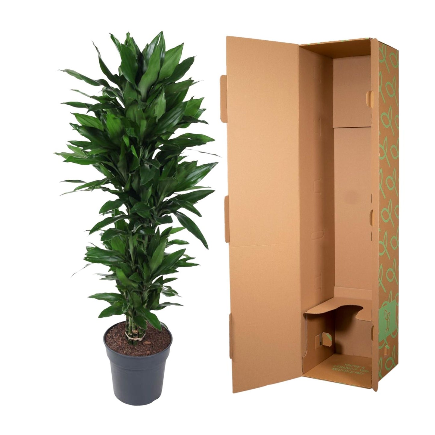 Dracaena Janet Lind vertakt - 120 cm - Forest Plants