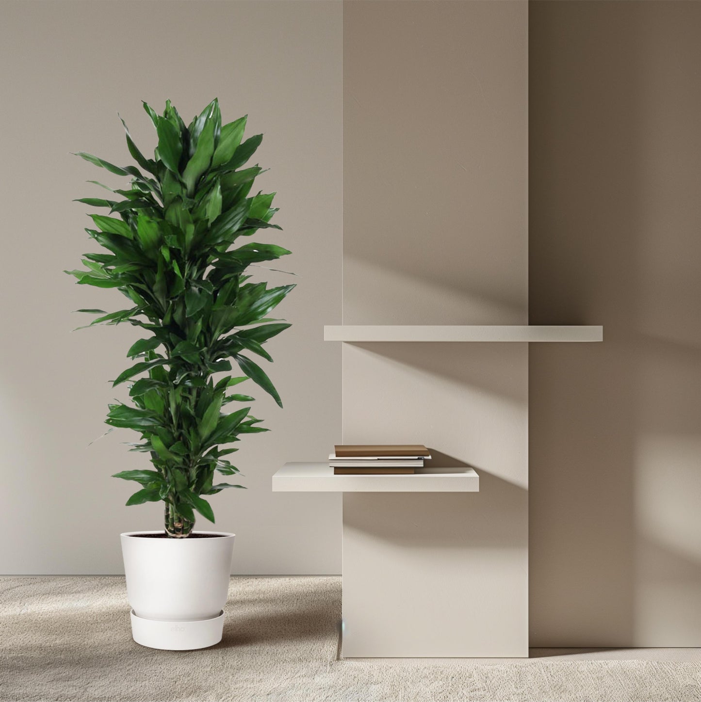 Dracaena Janet Lind vertakt - 120 cm - Forest Plants