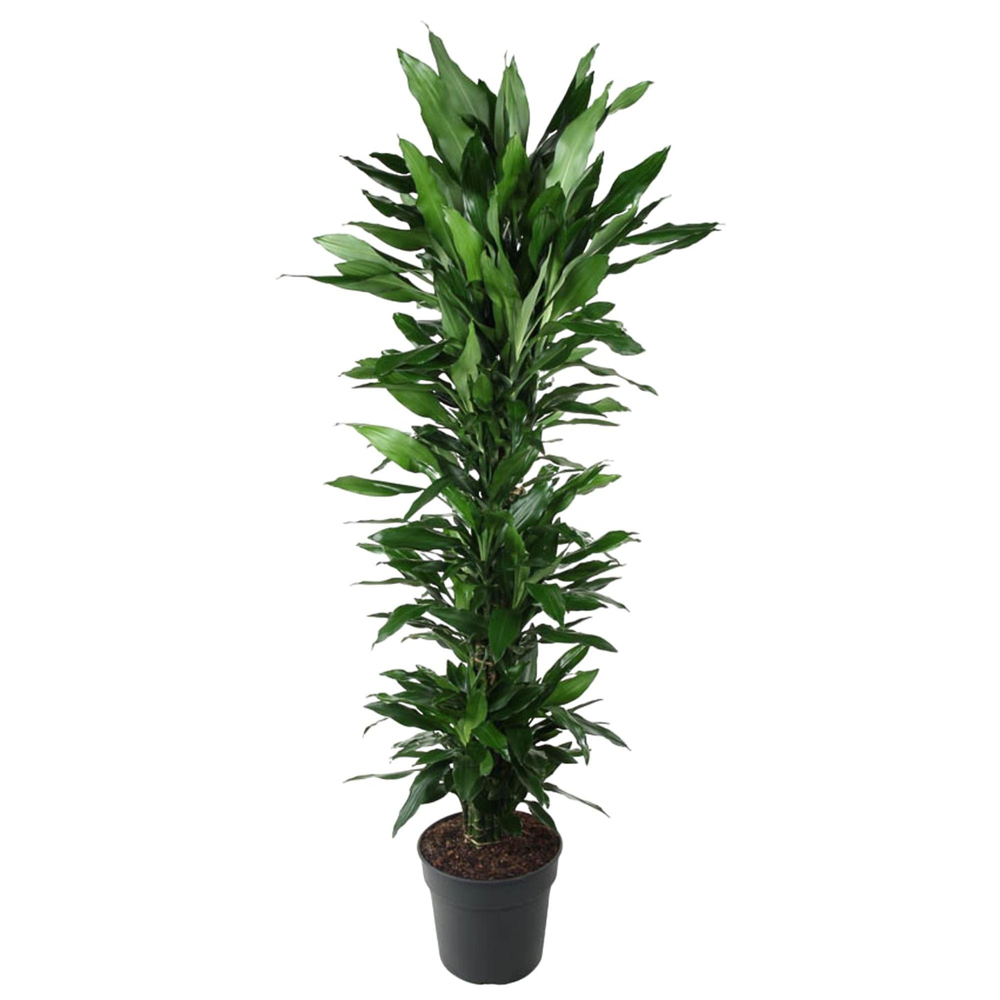 Dracaena Janet Lind vertakt - 170 cm - Forest Plants