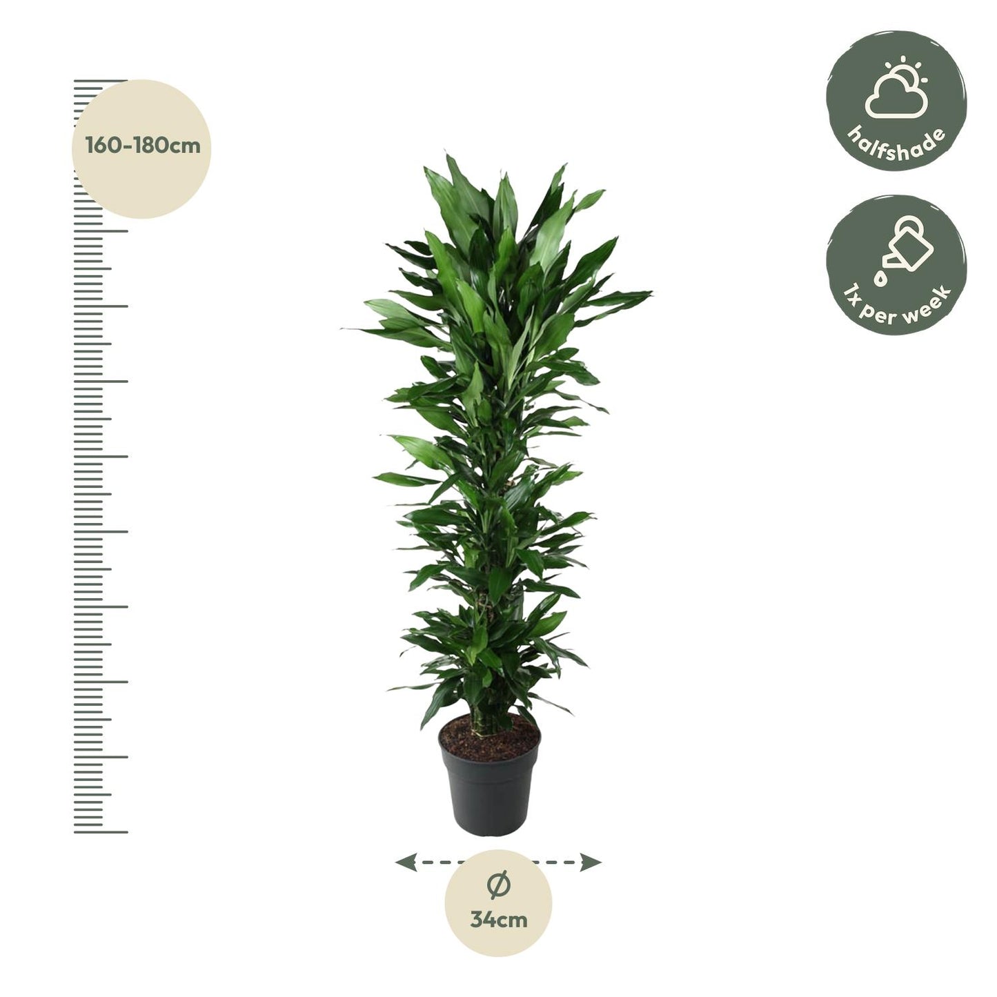 Dracaena Janet Lind vertakt - 170 cm - Forest Plants