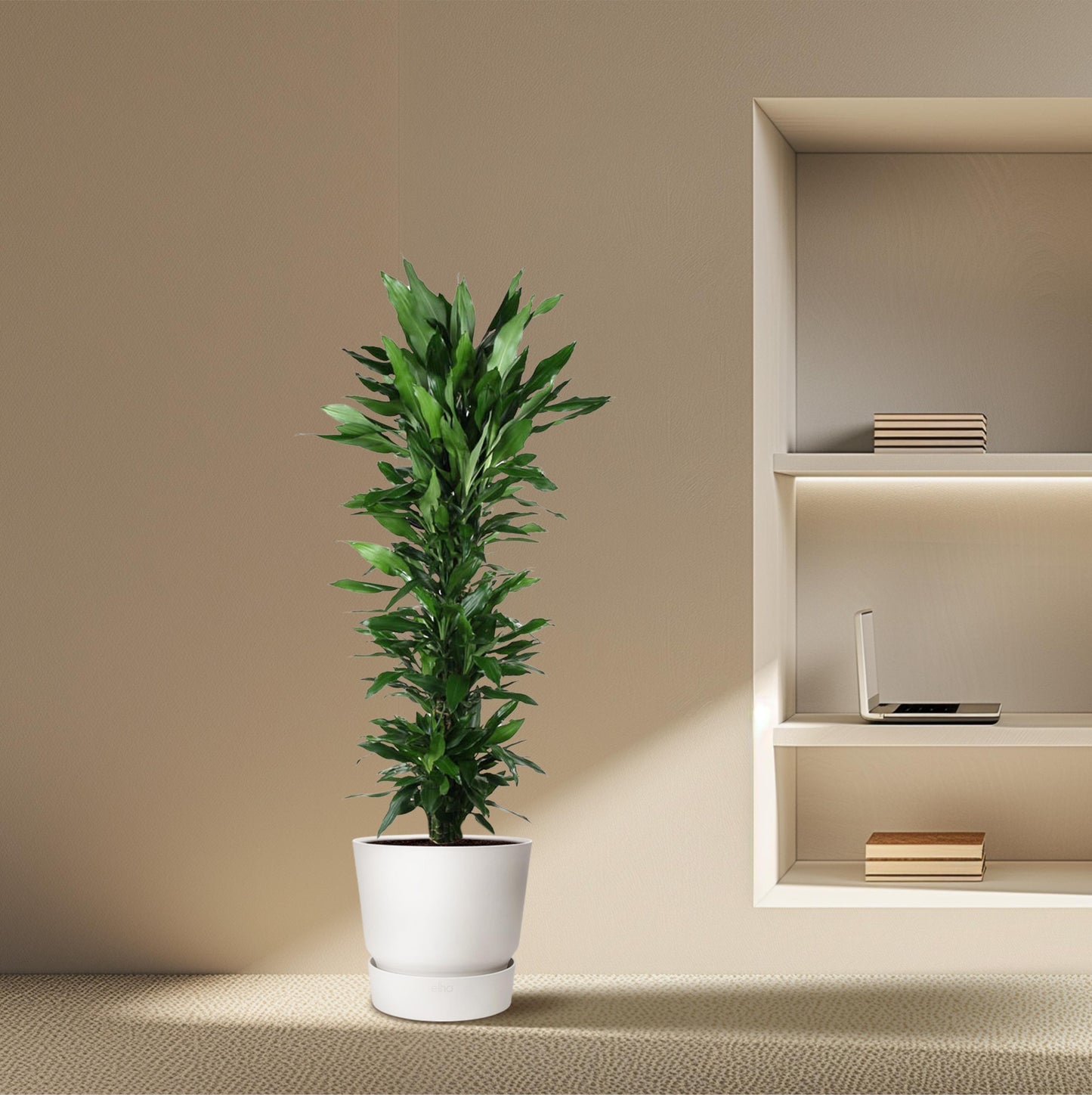Dracaena Janet Lind vertakt - 170 cm - Forest Plants