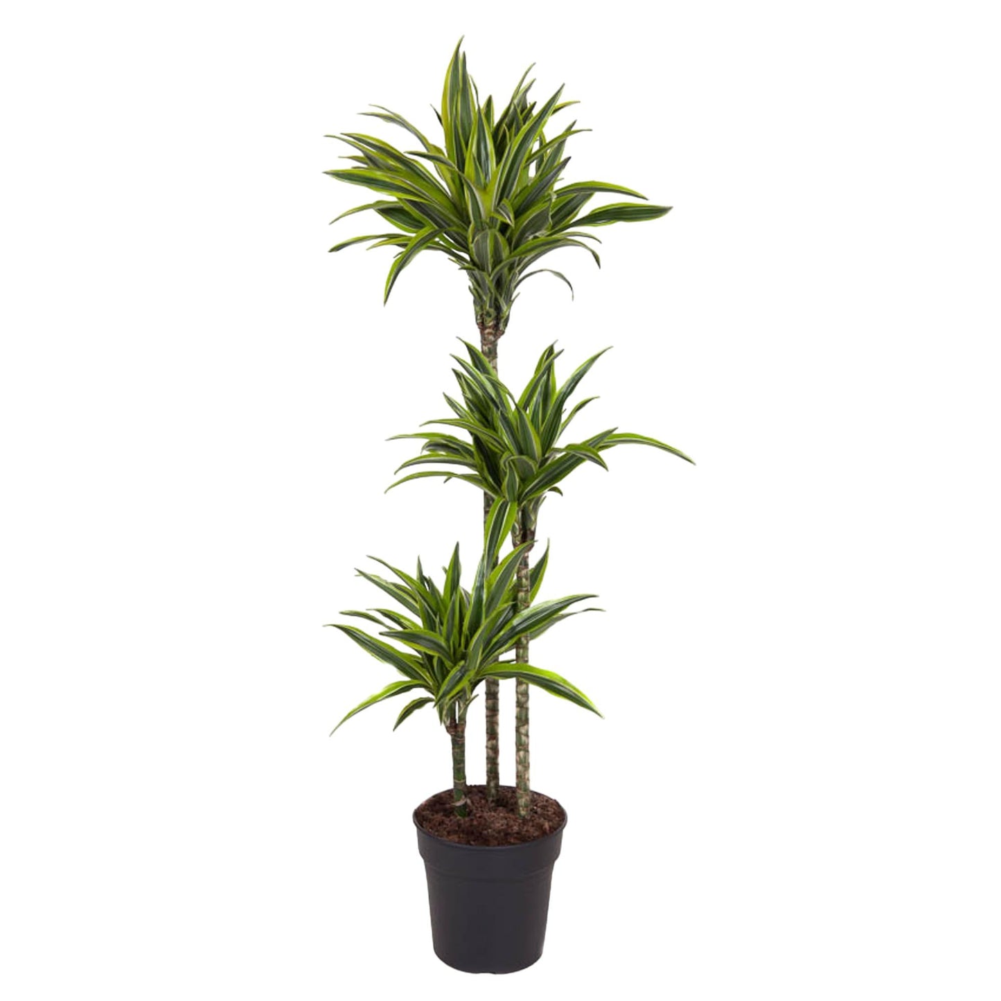 Dracaena Lemon Lime - 130 cm - Forest Plants