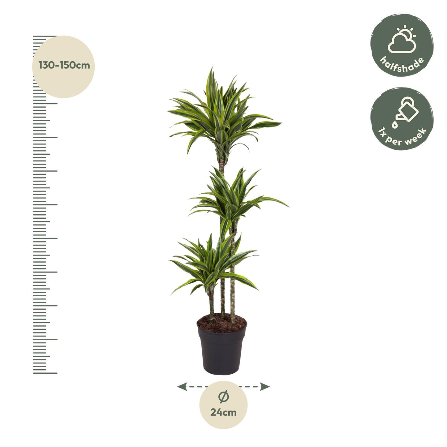 Dracaena Lemon Lime - 130 cm - Forest Plants
