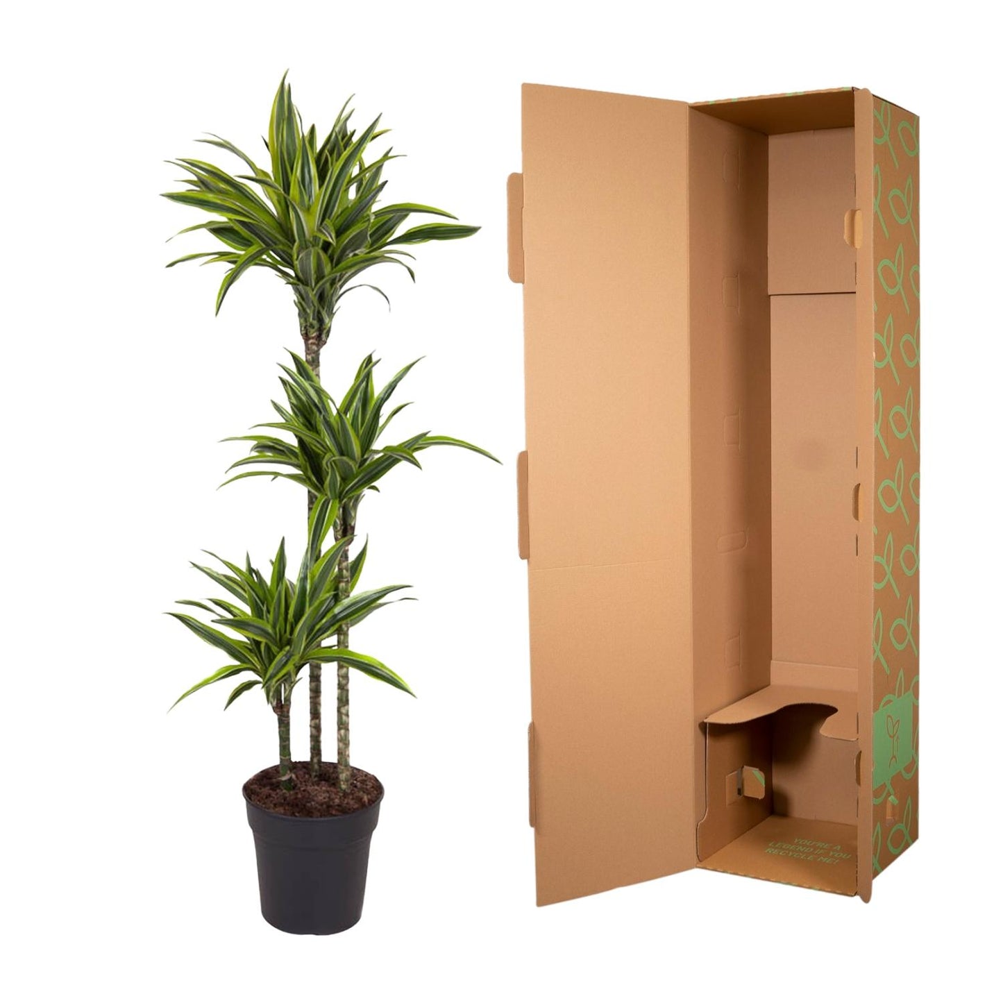 Dracaena Lemon Lime - 130 cm - Forest Plants