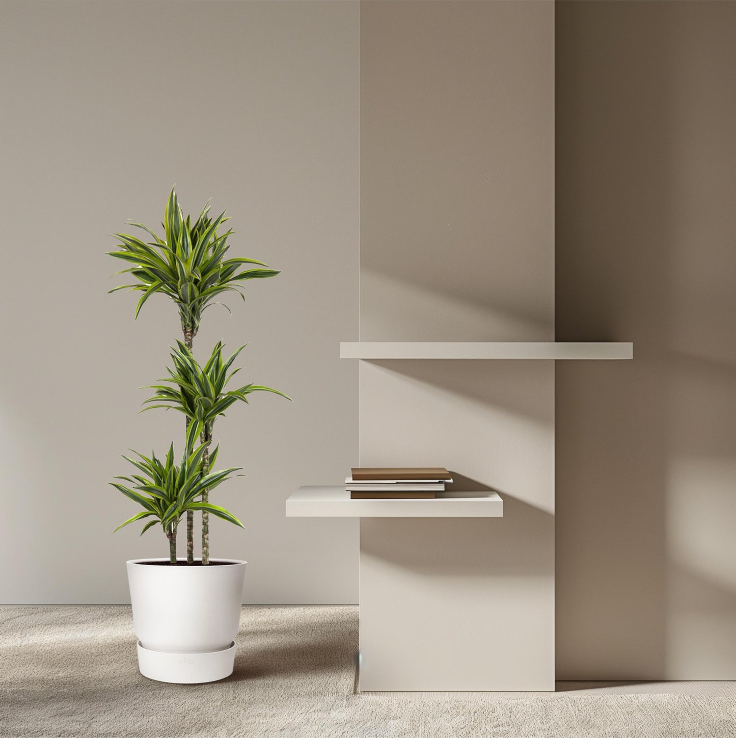 Dracaena Lemon Lime - 130 cm - Forest Plants