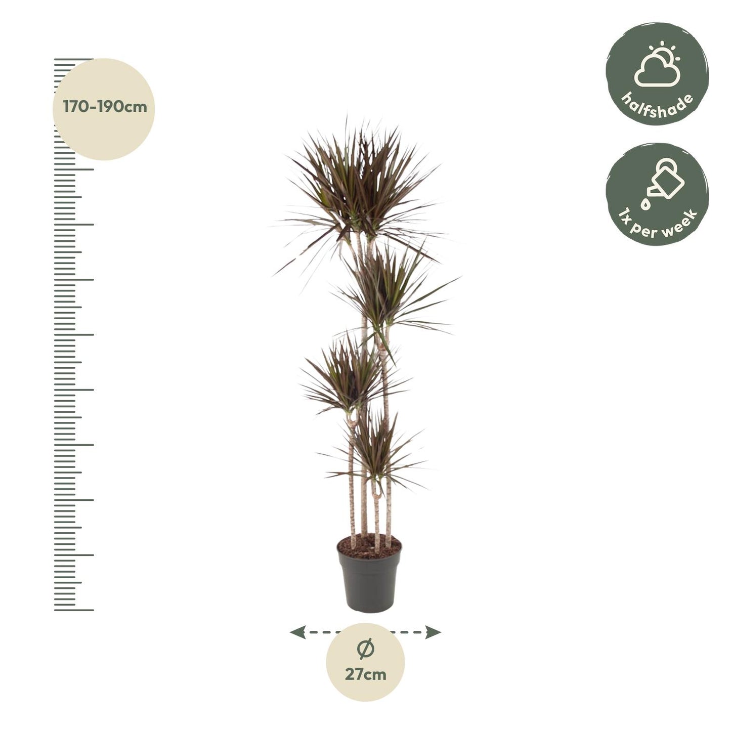 Dracaena Magenta - 180 cm - Forest Plants
