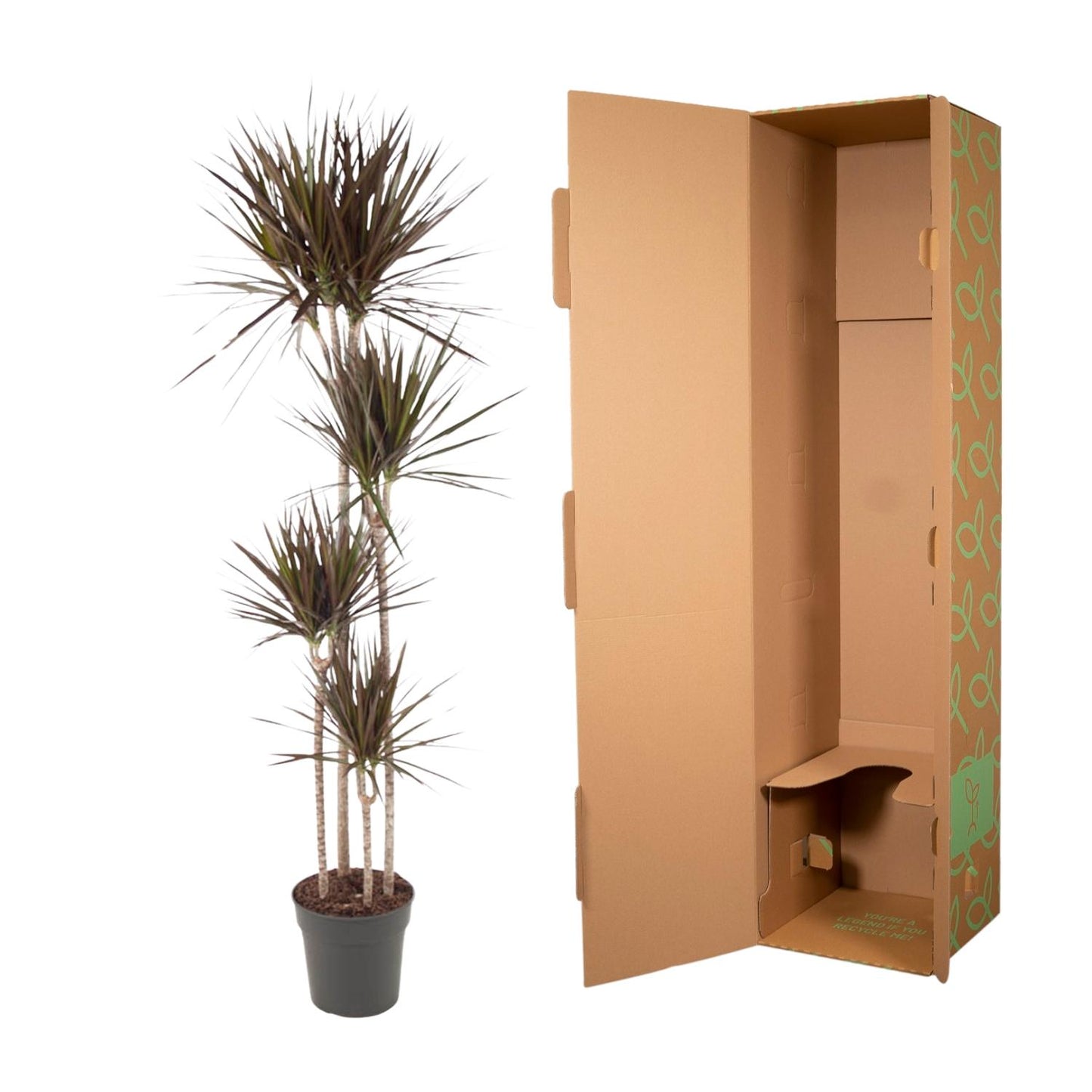 Dracaena Magenta - 180 cm - Forest Plants