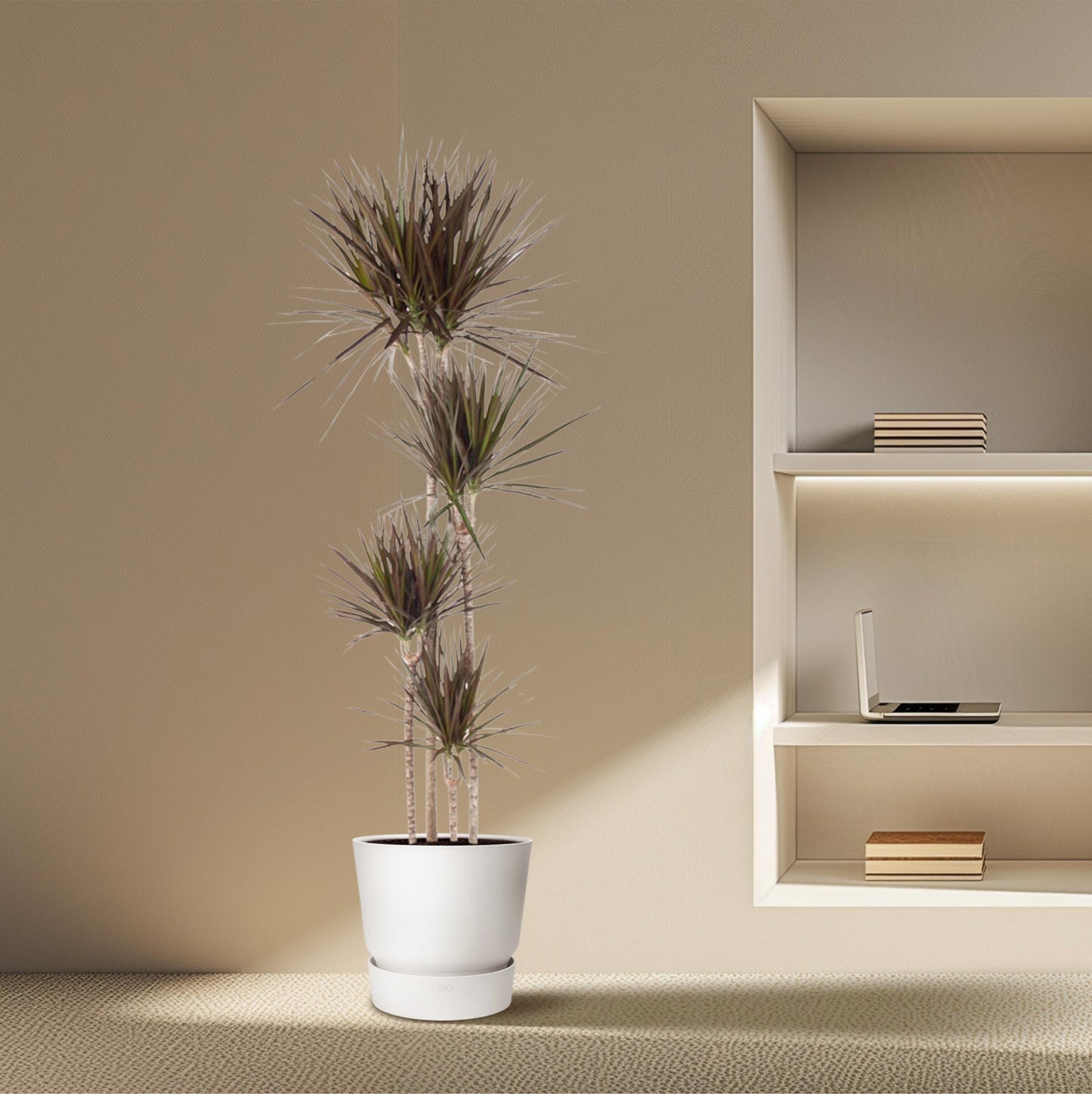 Dracaena Magenta - 180 cm - Forest Plants