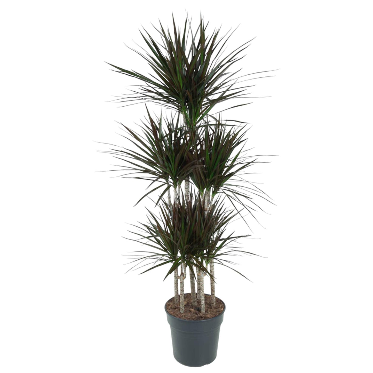 Dracaena Magenta Carrousel - 150 cm