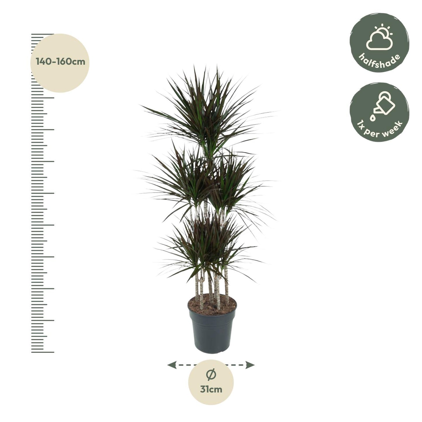 Dracaena Magenta Carrousel - 150 cm
