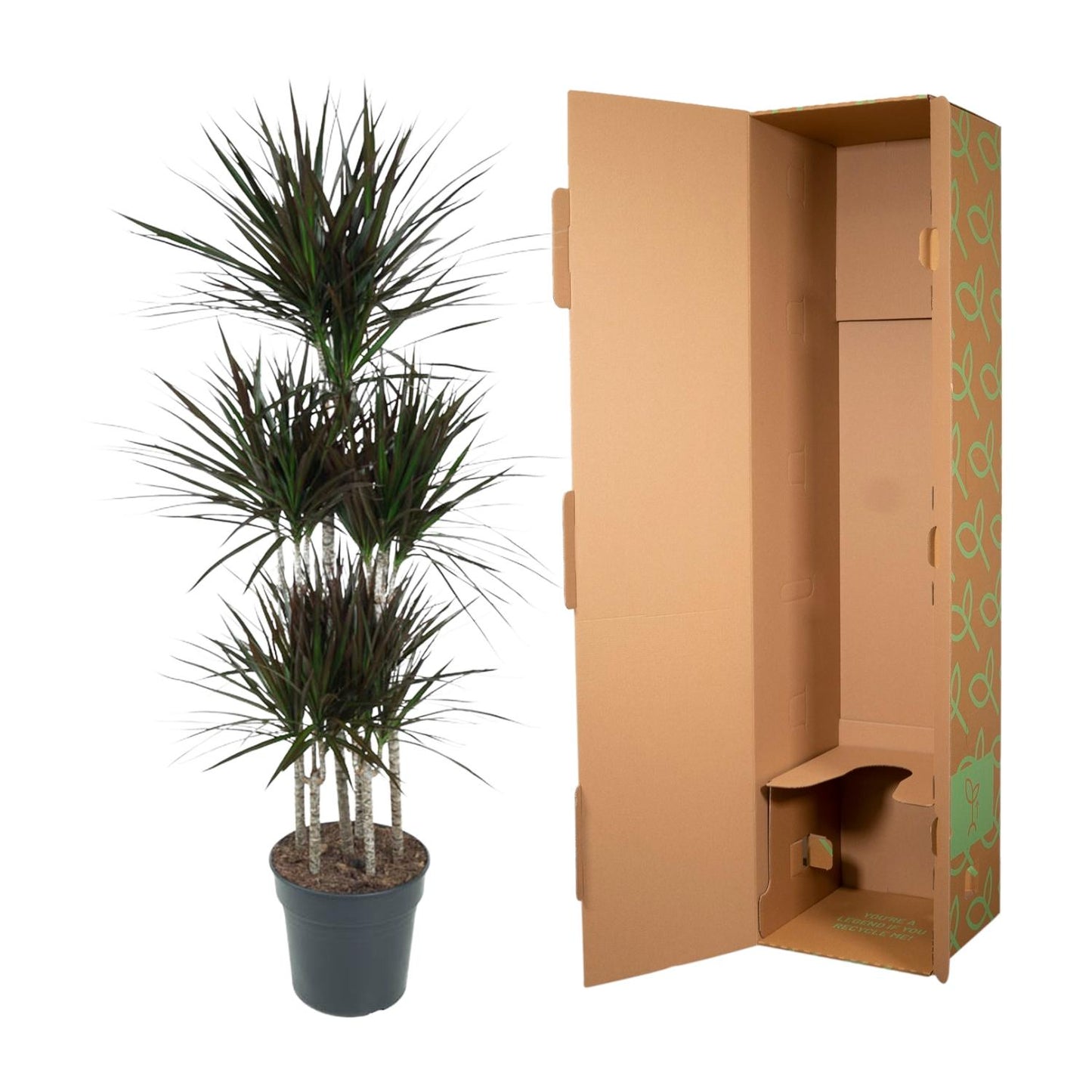 Dracaena Magenta Carrousel - 150 cm