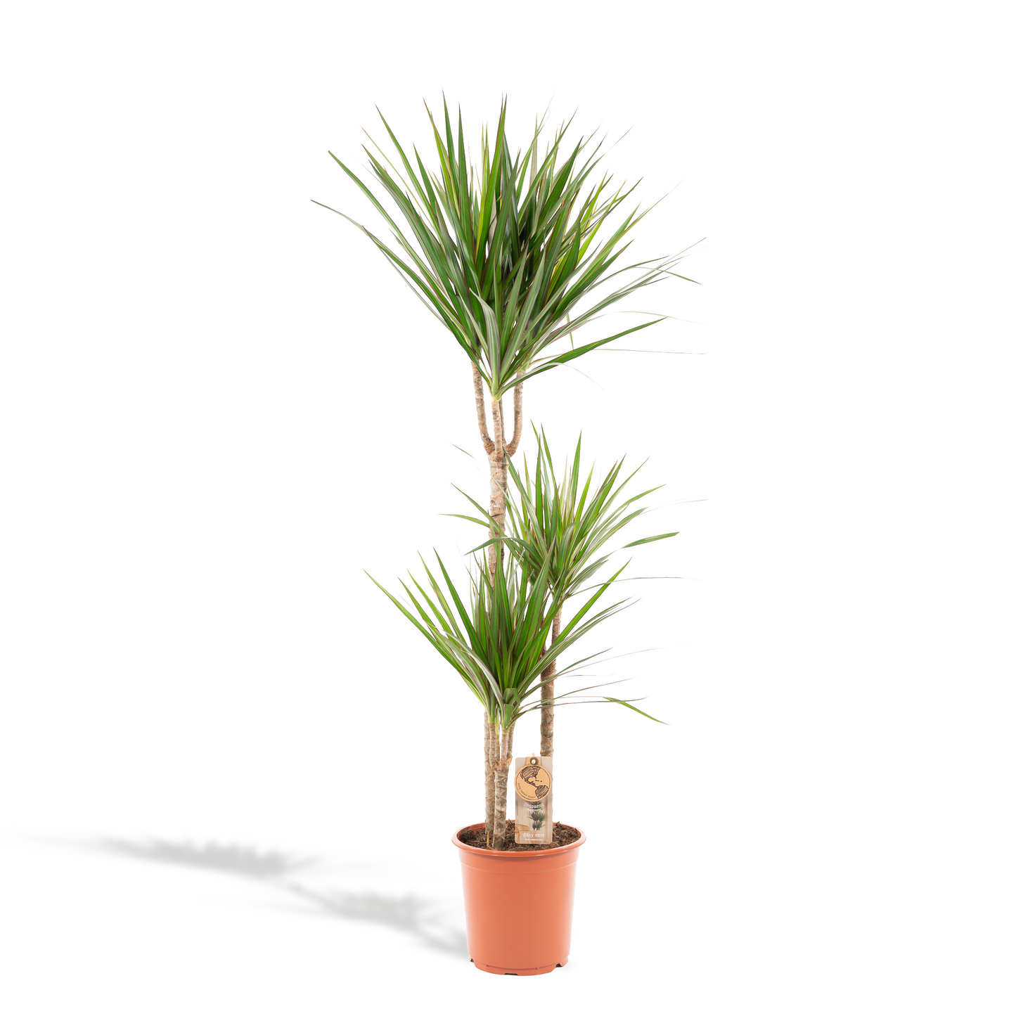 Dracaena Marginata - 120 cm - Forest Plants