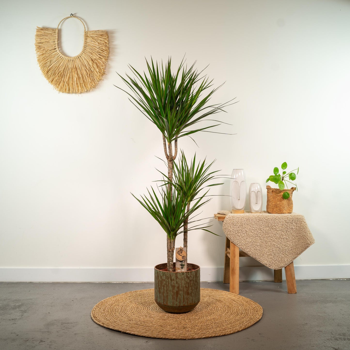Dracaena Marginata - 120 cm - Forest Plants