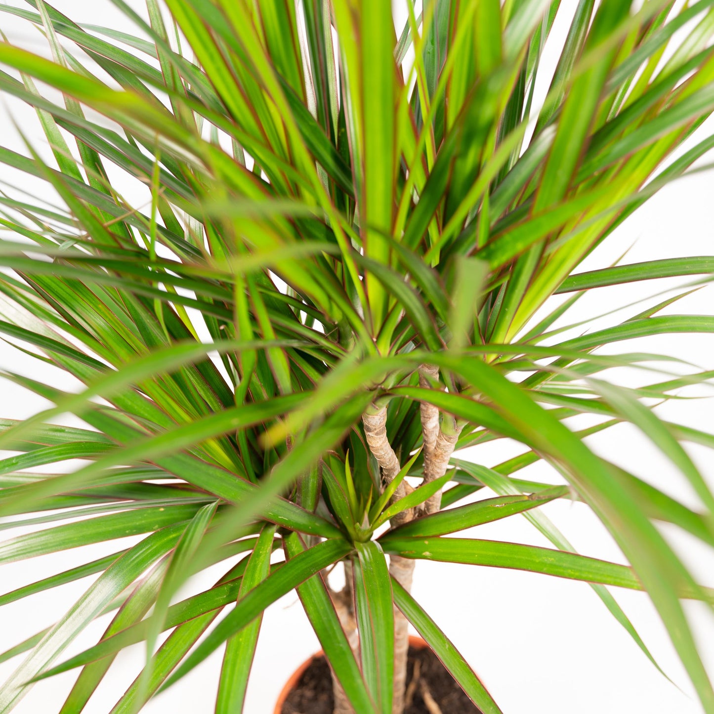 Dracaena Marginata - 120 cm - Forest Plants