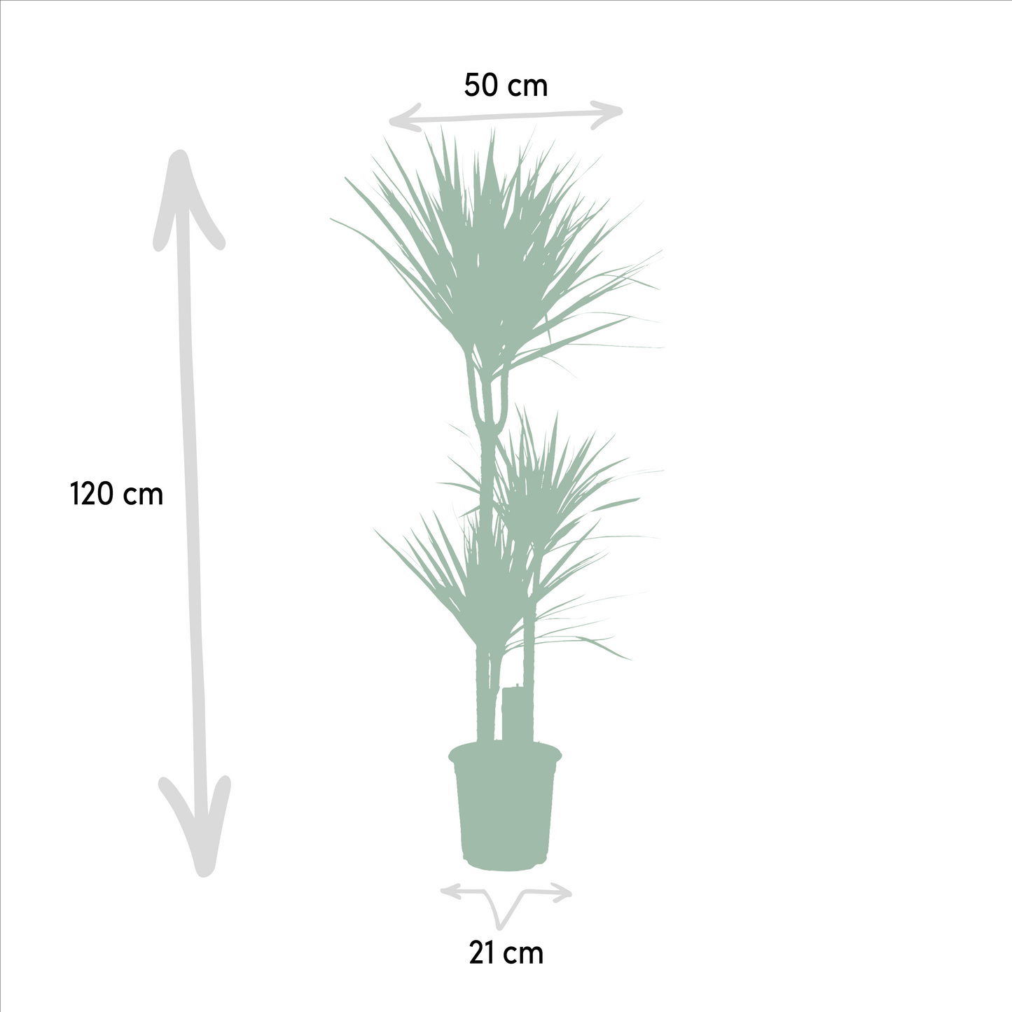 Dracaena Marginata - 120 cm - Forest Plants