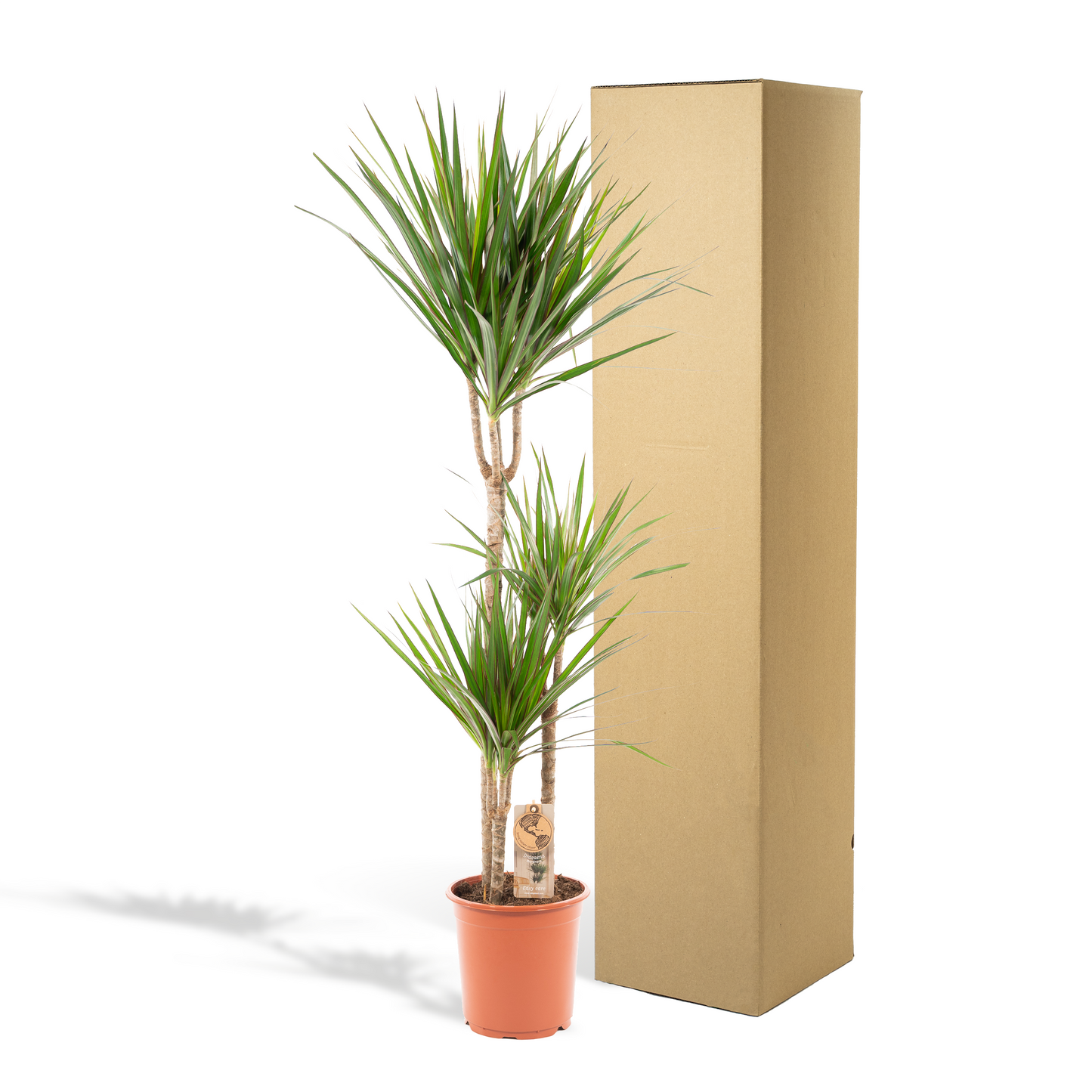 Dracaena Marginata - 120 cm - Forest Plants