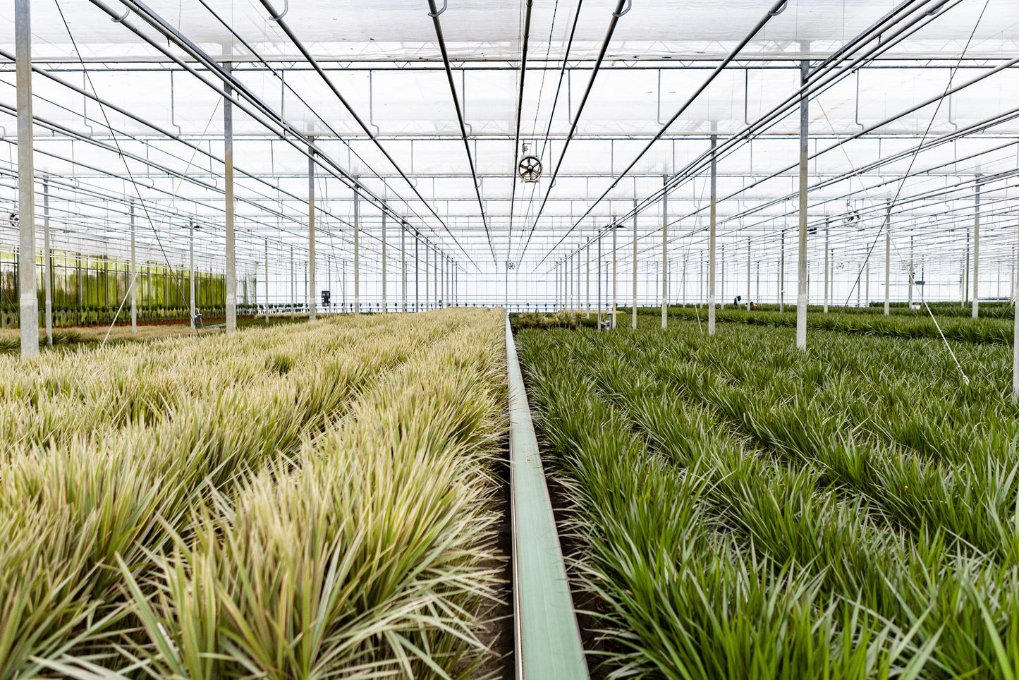 Dracaena Marginata - 120 cm - Forest Plants