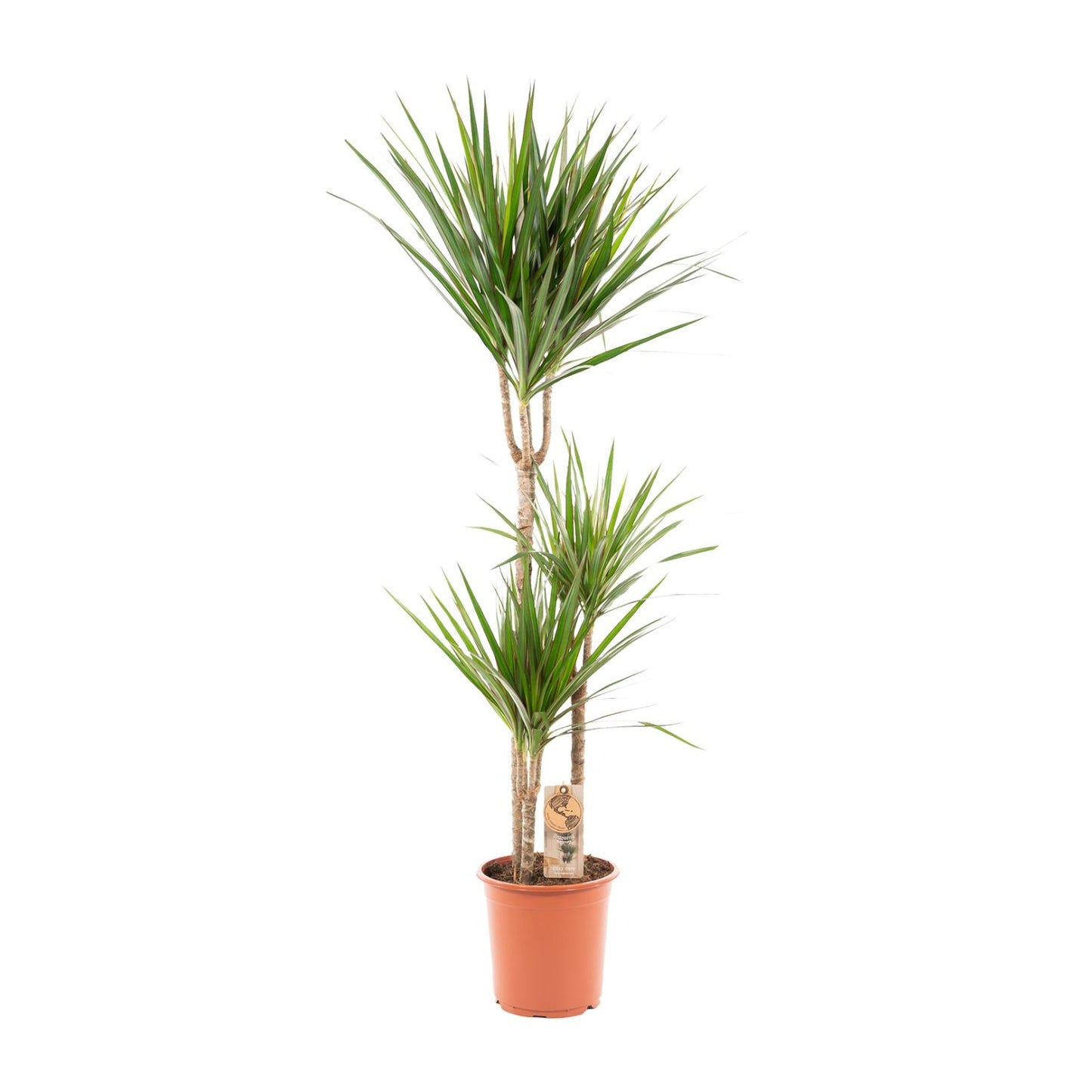 Dracaena Marginata - 120 cm - Forest Plants