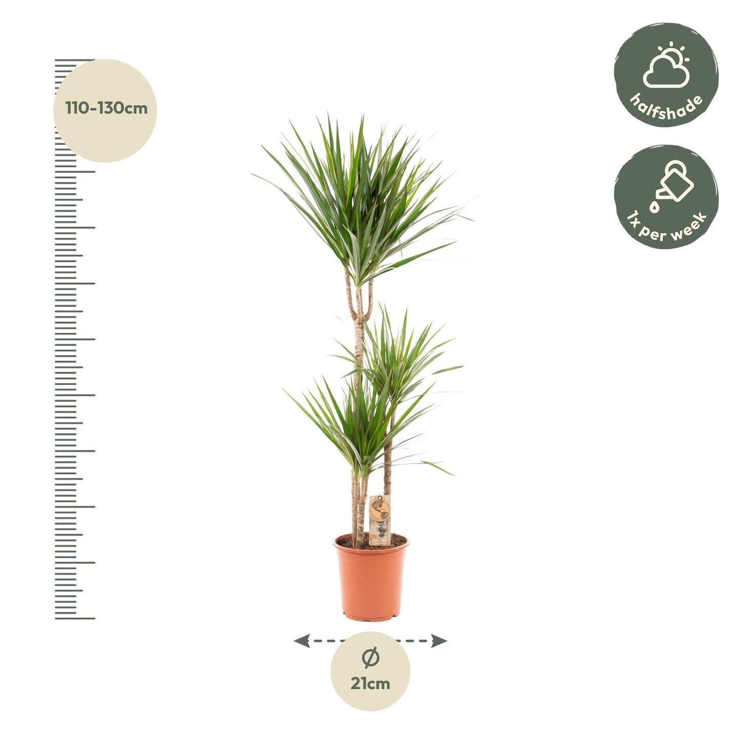 Dracaena Marginata - 120 cm - Forest Plants