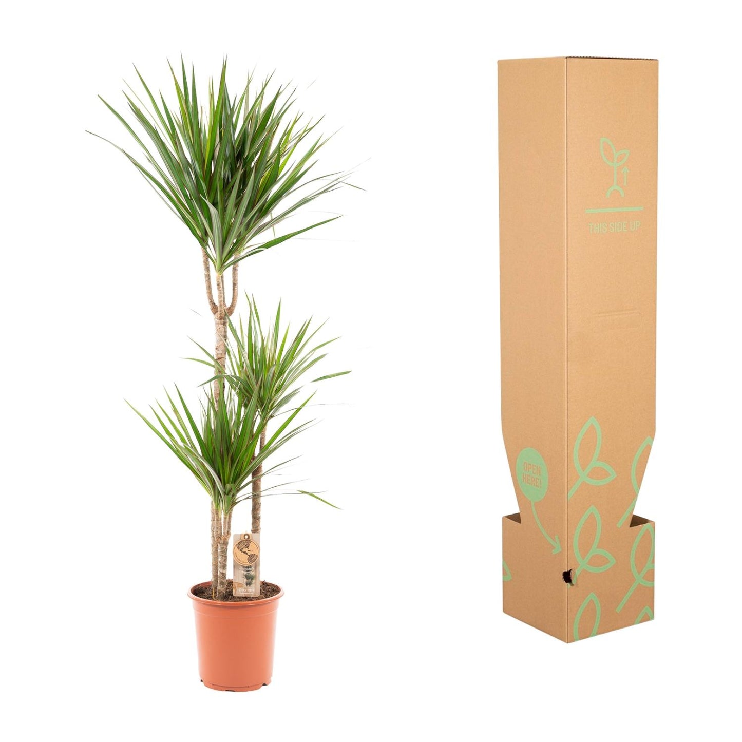 Dracaena Marginata - 120 cm - Forest Plants