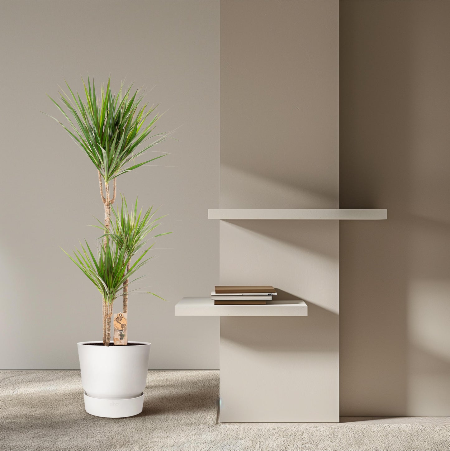 Dracaena Marginata - 120 cm - Forest Plants