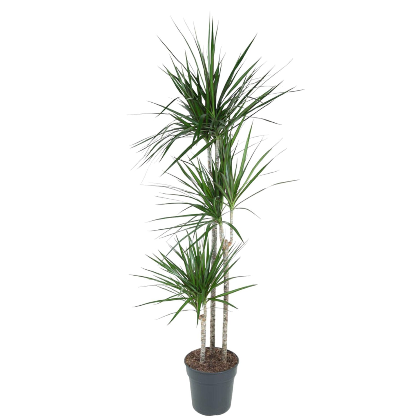 Dracaena Marginata - 160 cm - Forest Plants