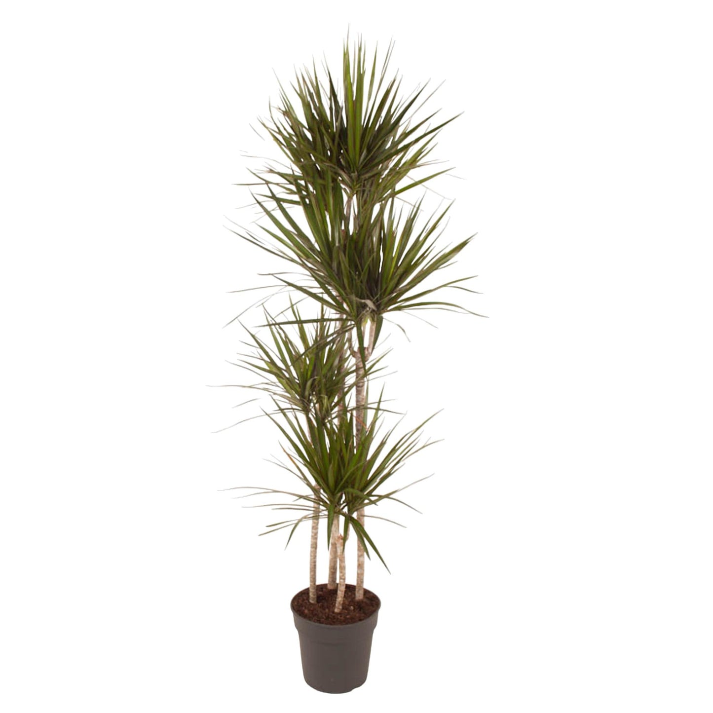 Dracaena Marginata - 180 cm - Forest Plants
