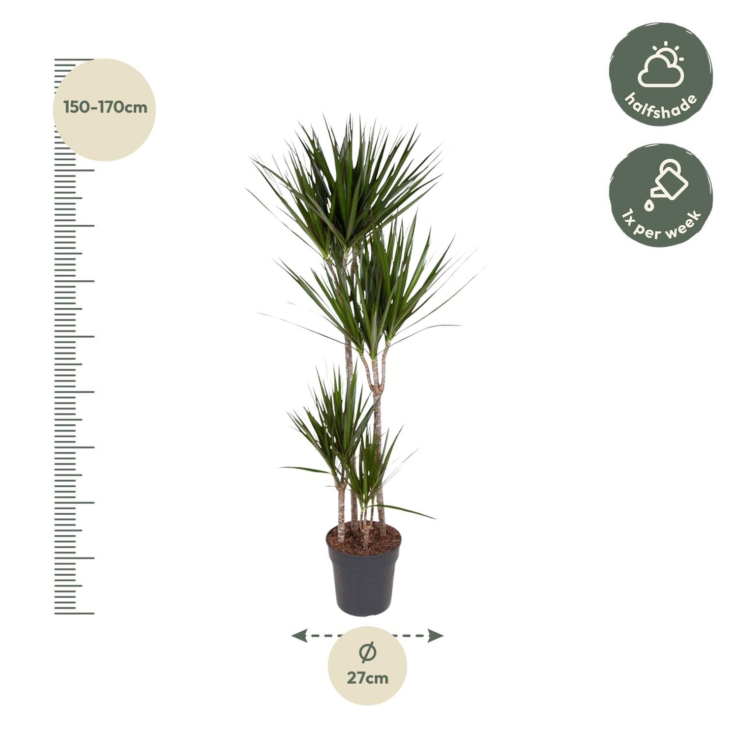 Dracaena Marginata - 180 cm - Forest Plants