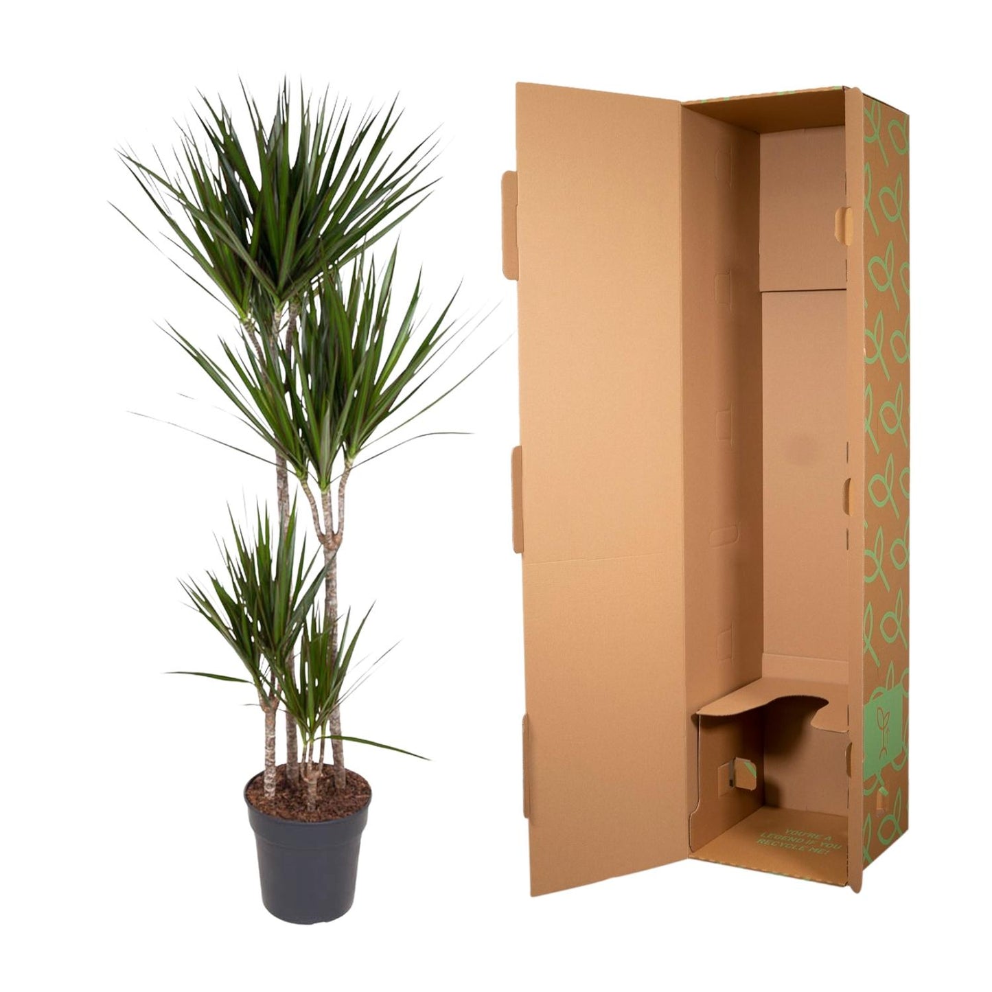 Dracaena Marginata - 180 cm - Forest Plants
