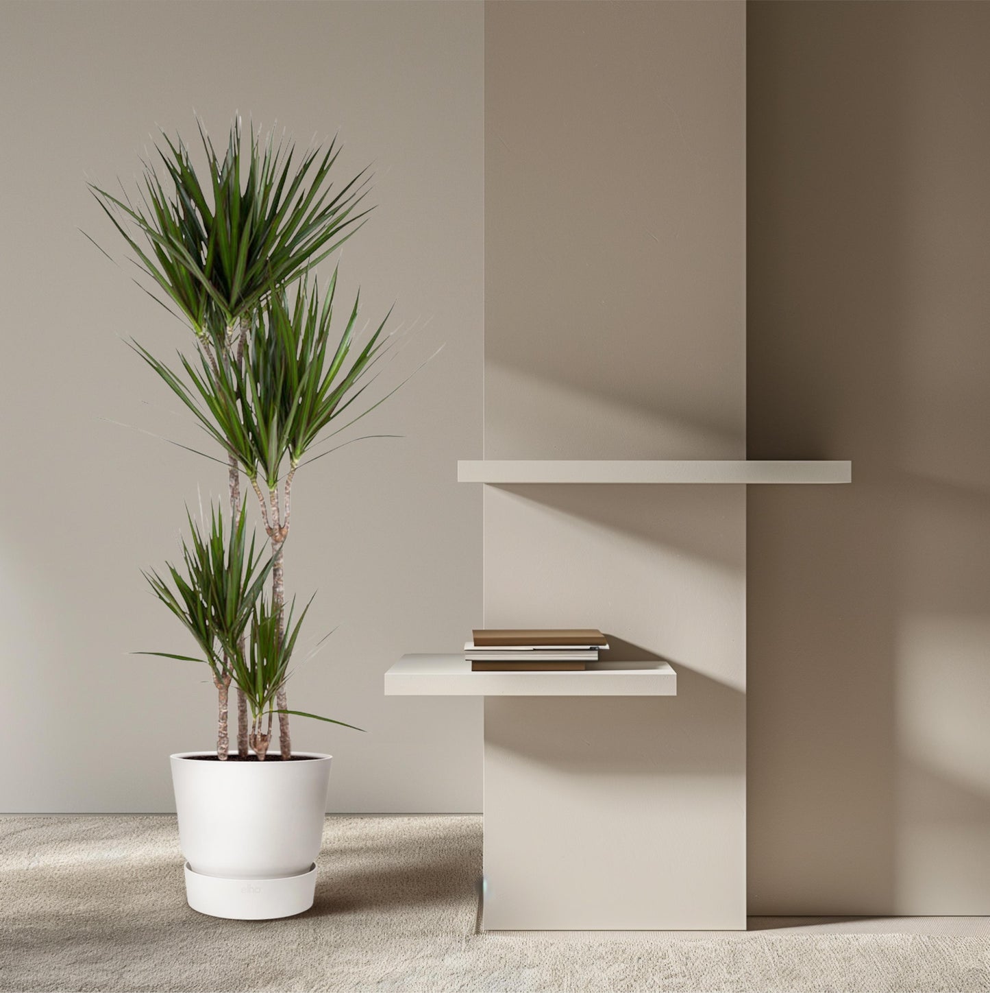 Dracaena Marginata - 180 cm - Forest Plants
