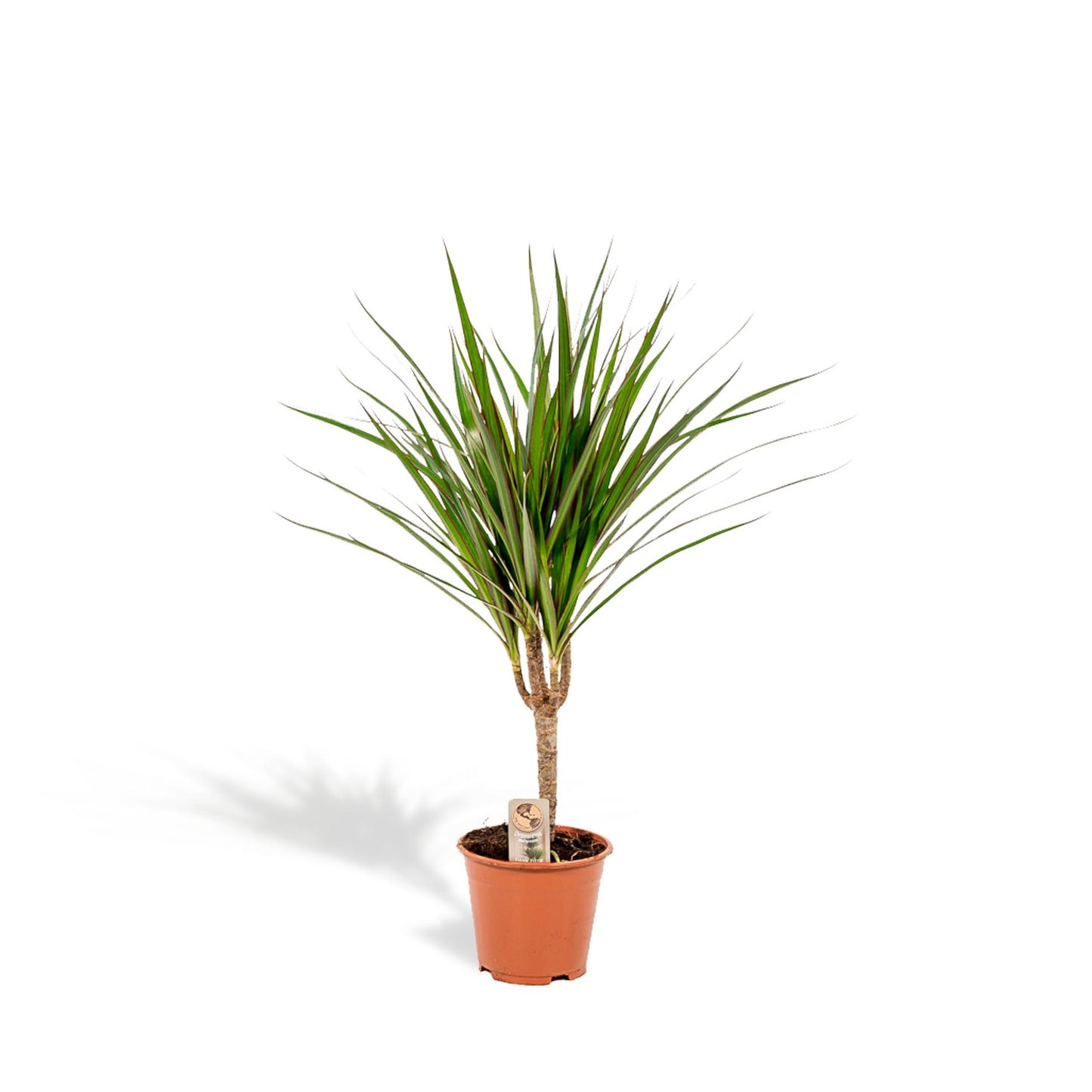 Dracaena Marginata - 60 cm - Forest Plants