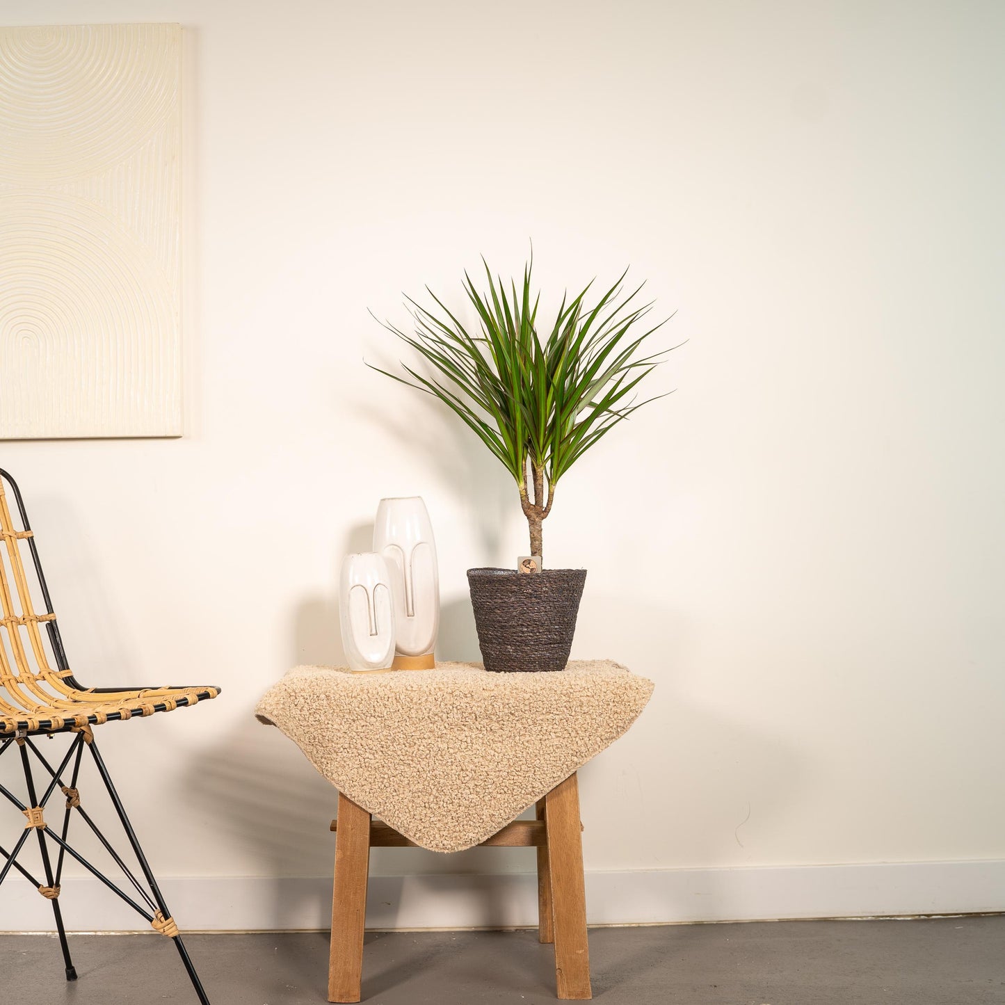 Dracaena Marginata - 60 cm - Forest Plants