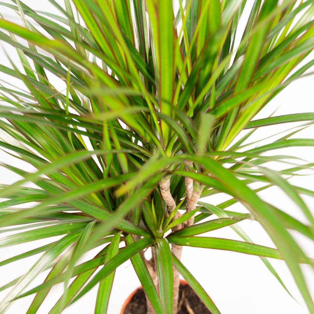 Dracaena Marginata - 60 cm - Forest Plants