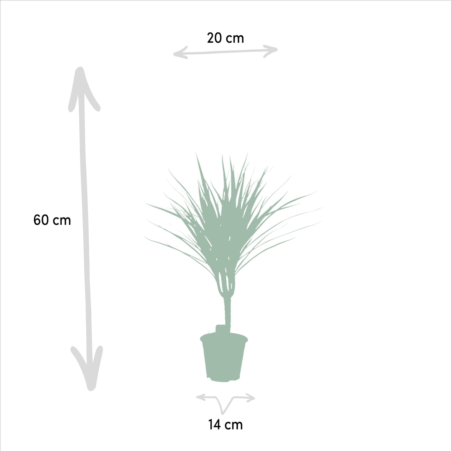 Dracaena Marginata - 60 cm - Forest Plants