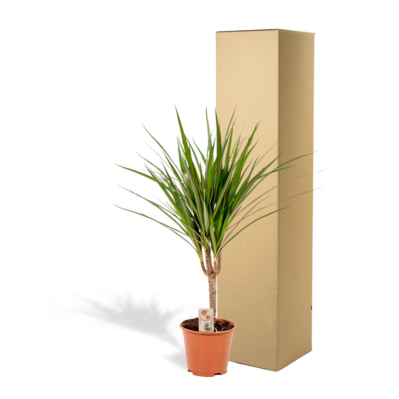 Dracaena Marginata - 60 cm - Forest Plants