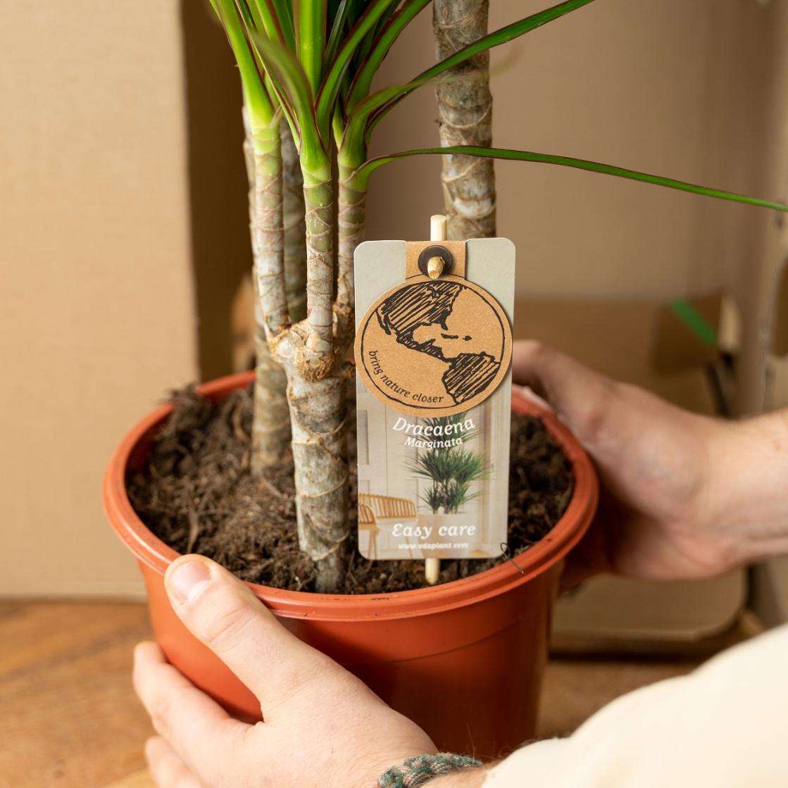 Dracaena Marginata - 60 cm - Forest Plants