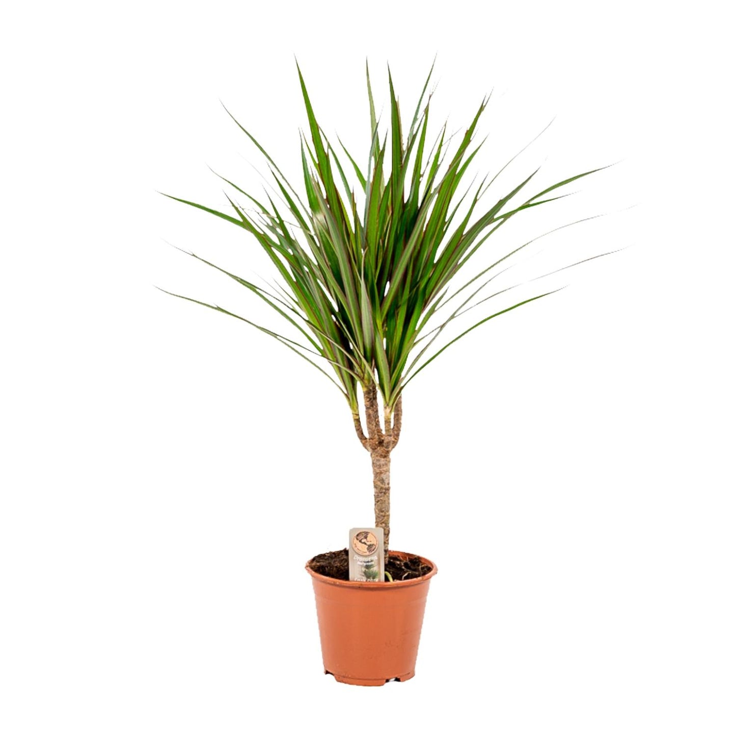 Dracaena Marginata - 60 cm - Forest Plants