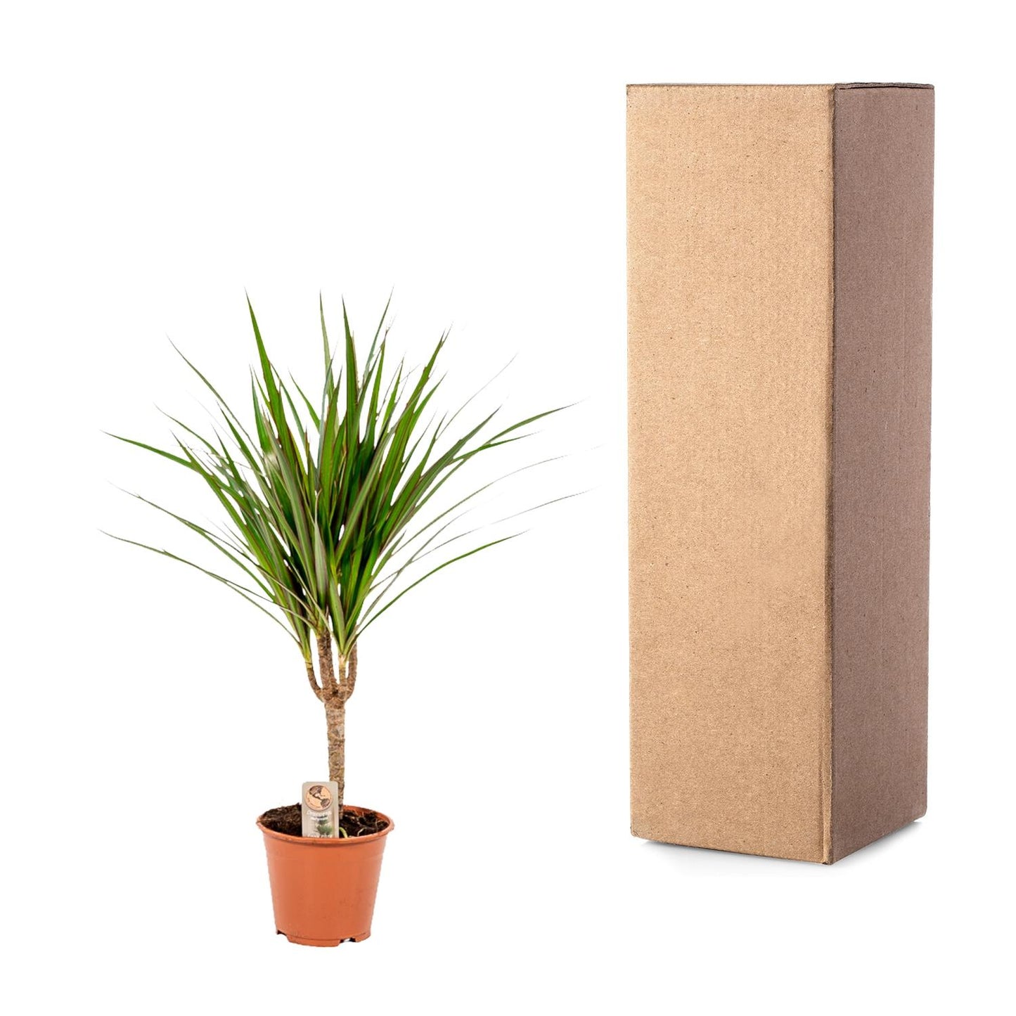 Dracaena Marginata - 60 cm - Forest Plants