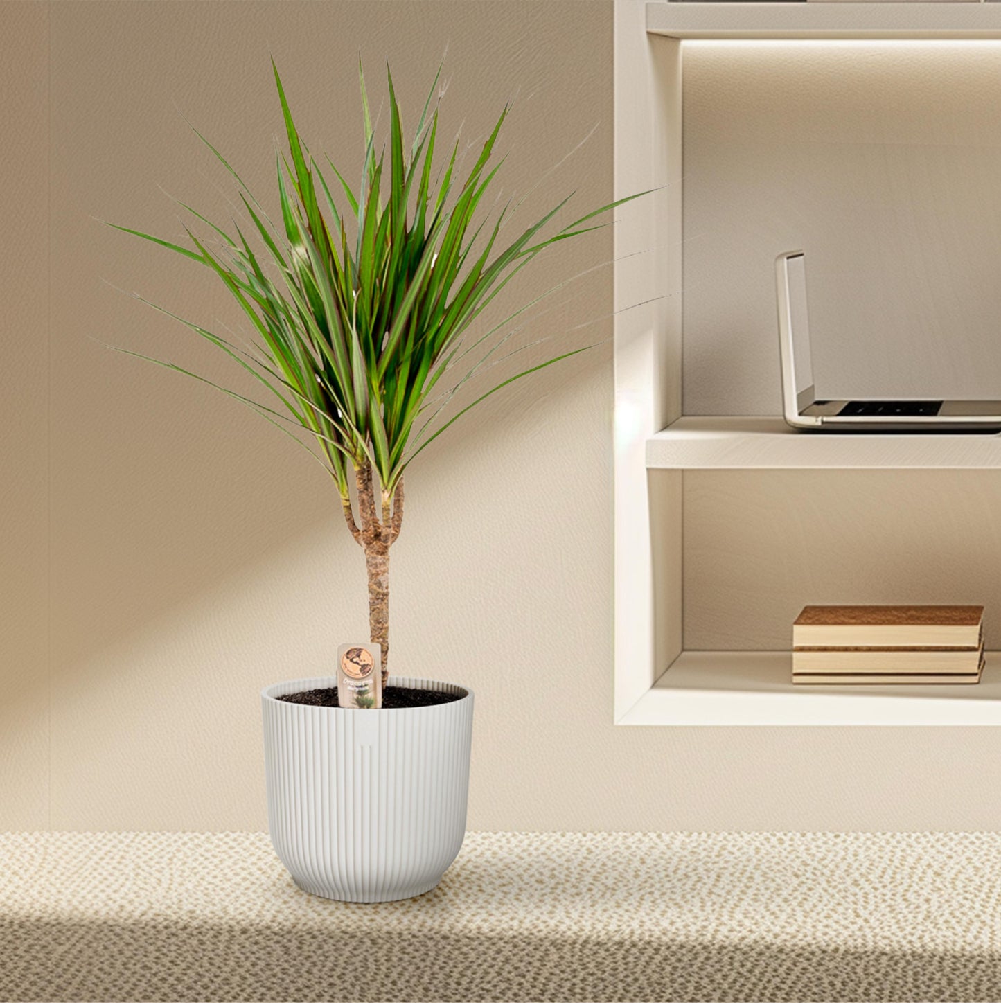 Dracaena Marginata - 60 cm - Forest Plants